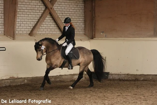 Carrig-Thunder-dressuur.jpg