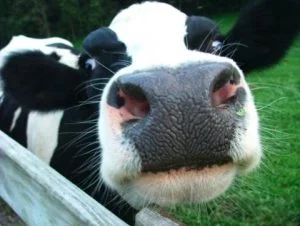 cow-2-300x226.jpeg