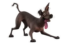 coco dog.jpeg