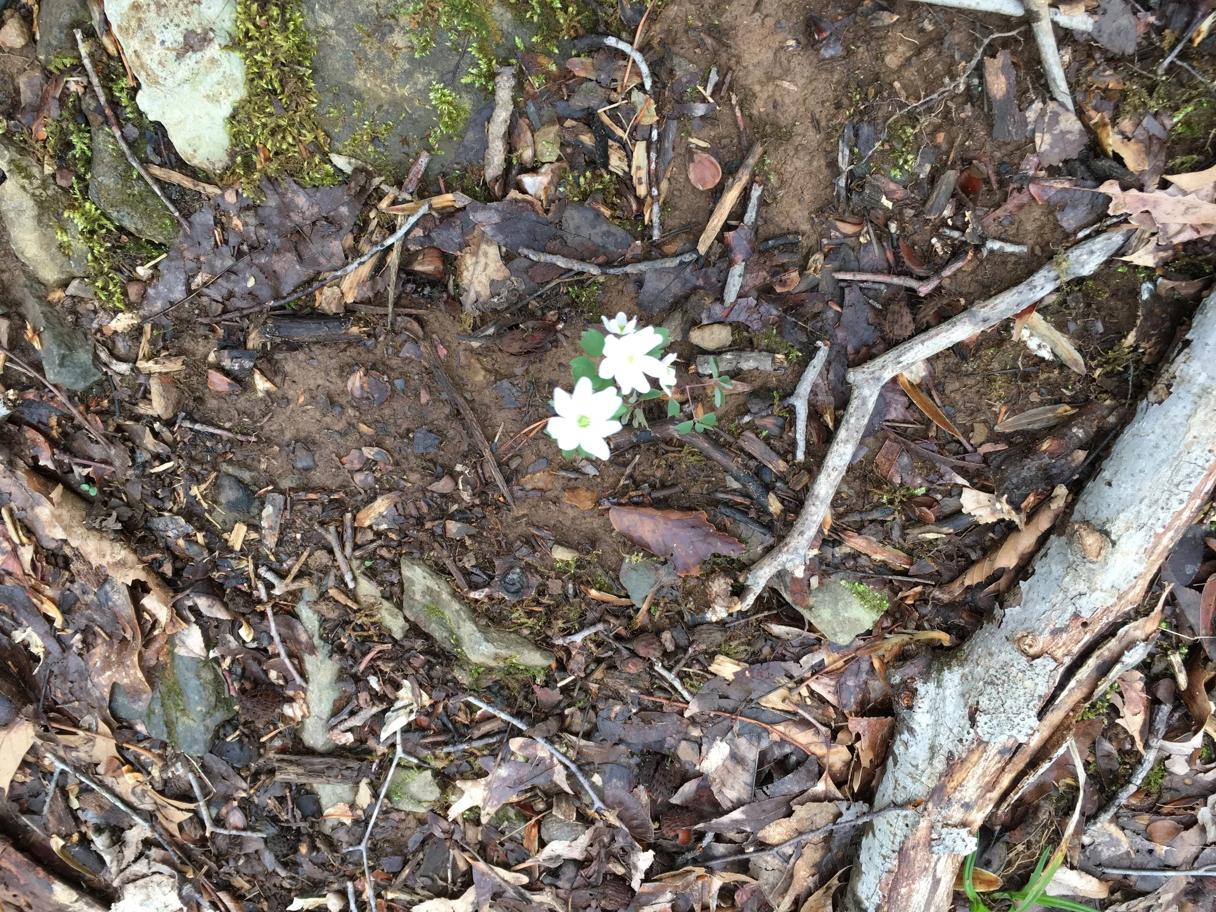 The Co-Arising of the Flower and Me While Roger Peed