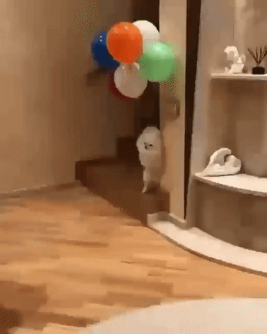 8b4e9f41-f89a-4f30-897c-6dee972c16af.gif