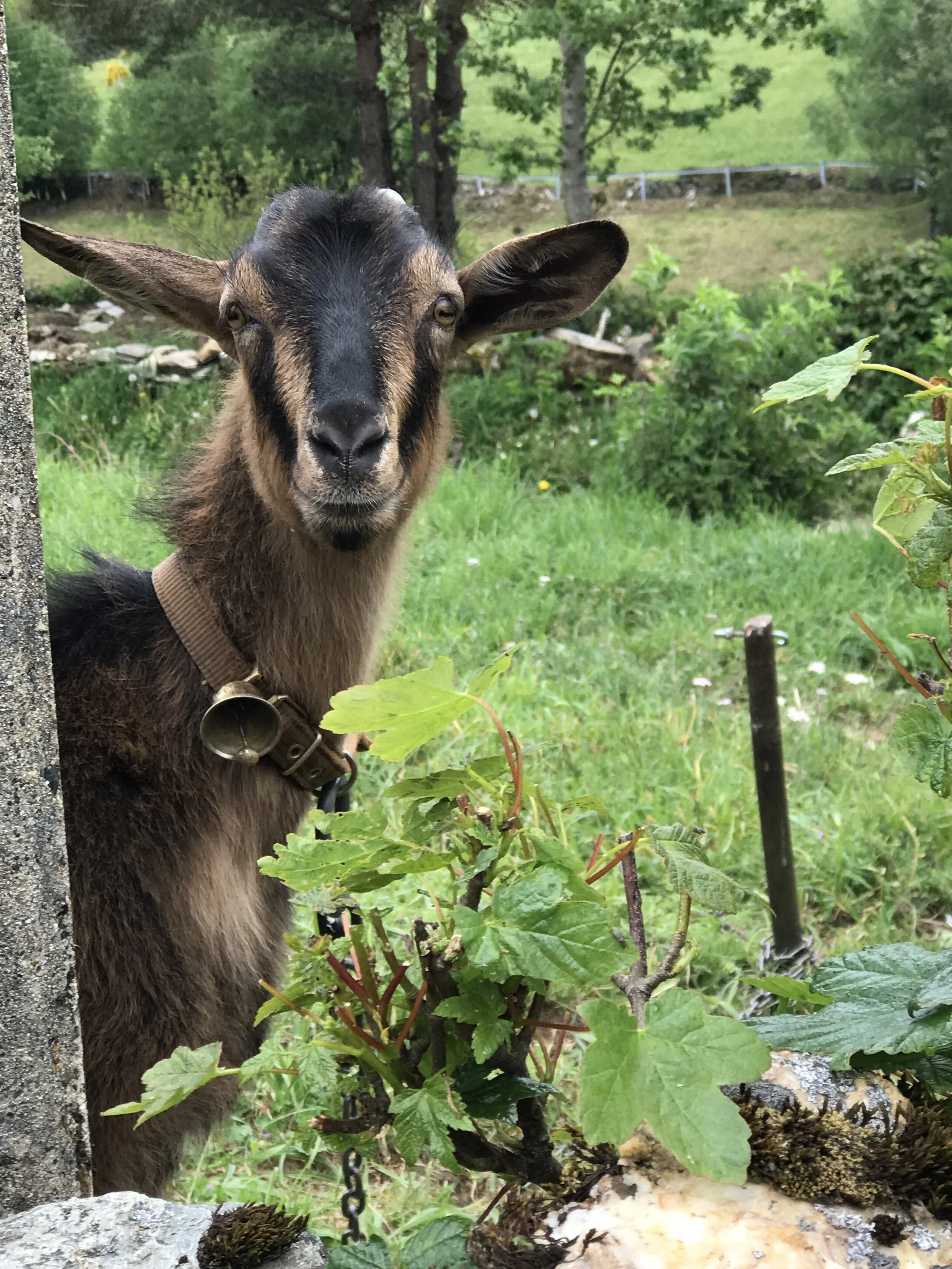 Day 31:&nbsp; La Faba - Triacastela, 25.4 km. 