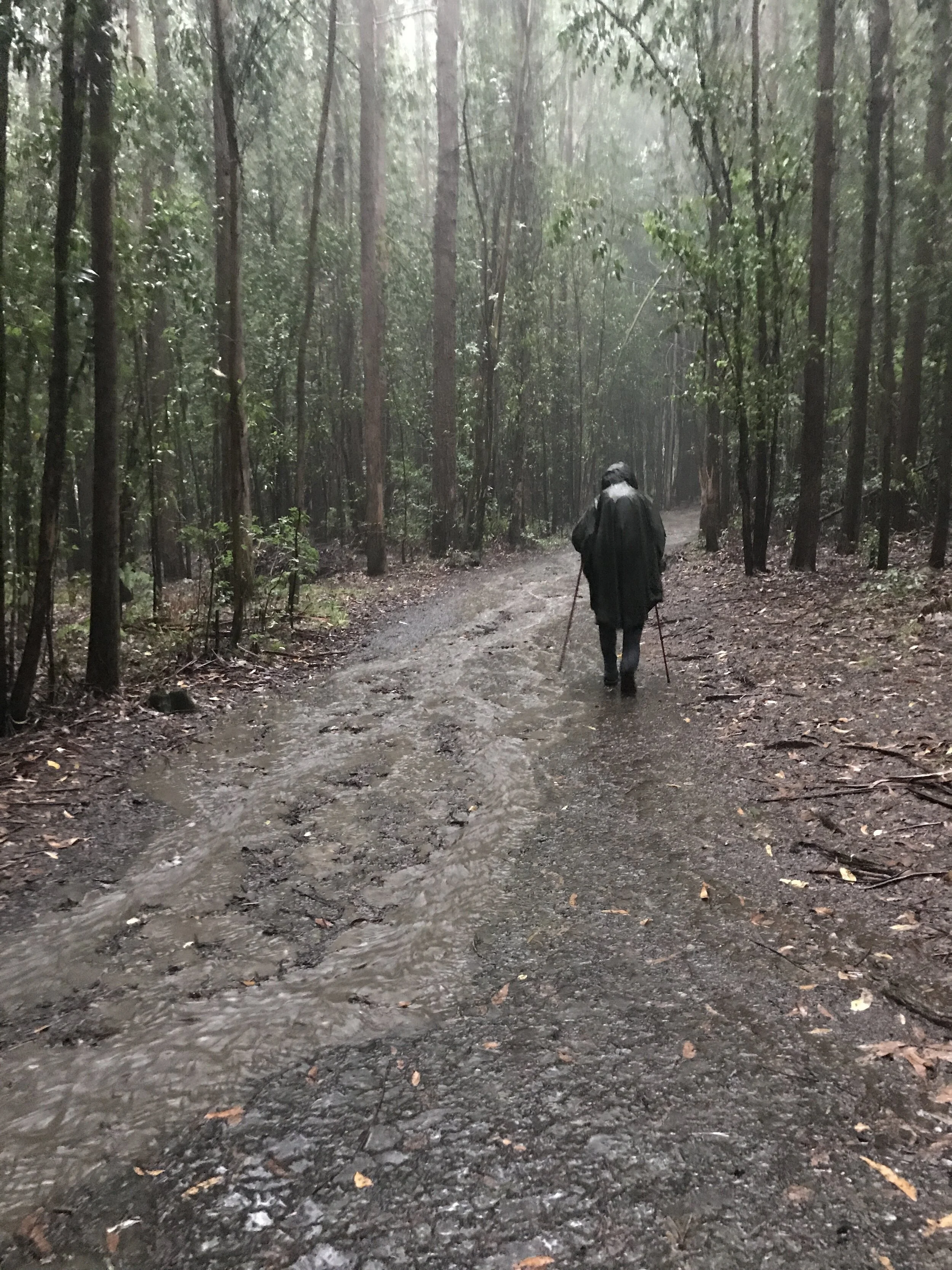 Day 36:&nbsp; Arzua - Pedrouzo (Arca), 19.4 km.&nbsp; 