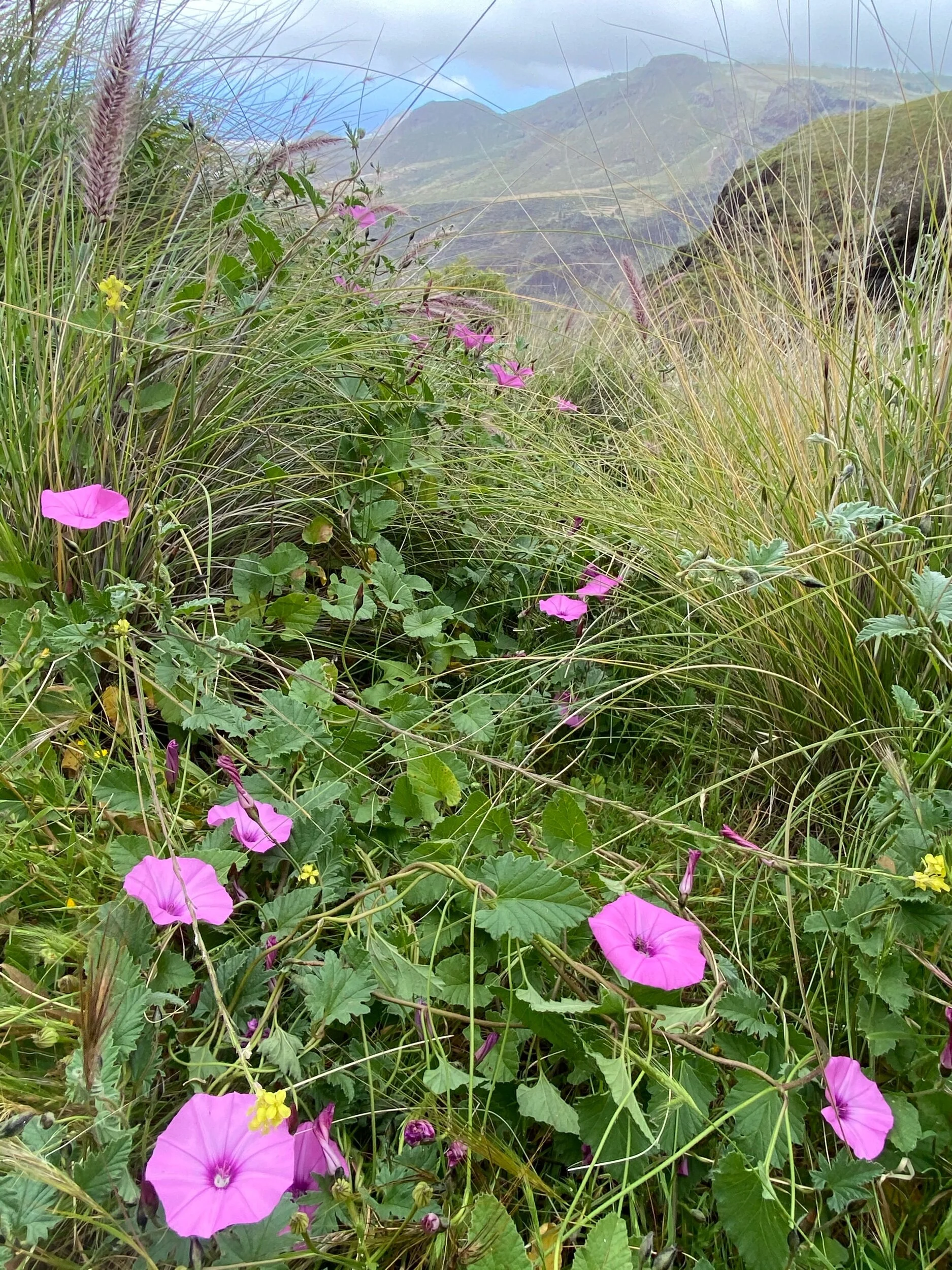 Gran Canaria: Spring in Bloom