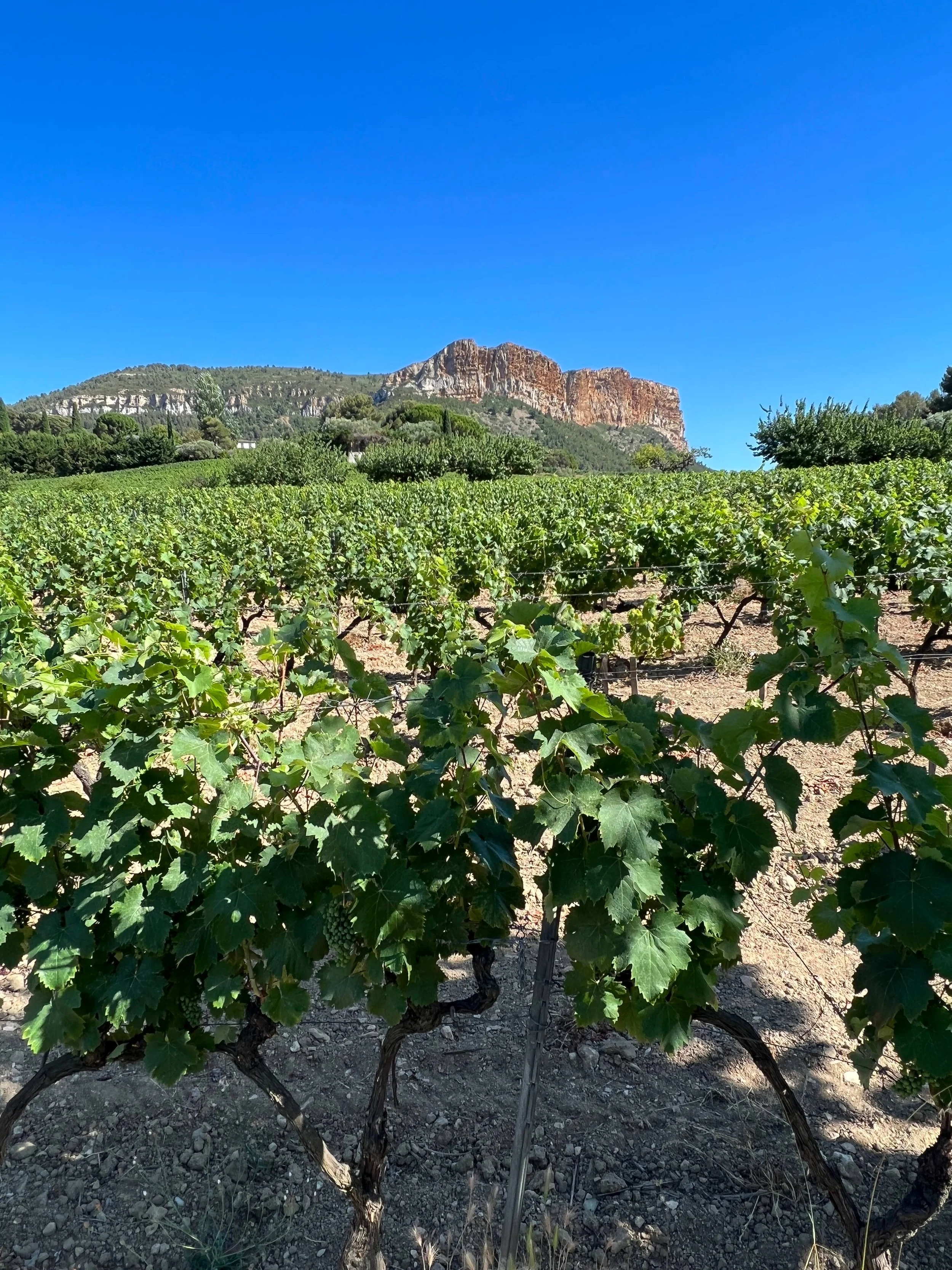 Cassis: Domaine du Bagnol Winery