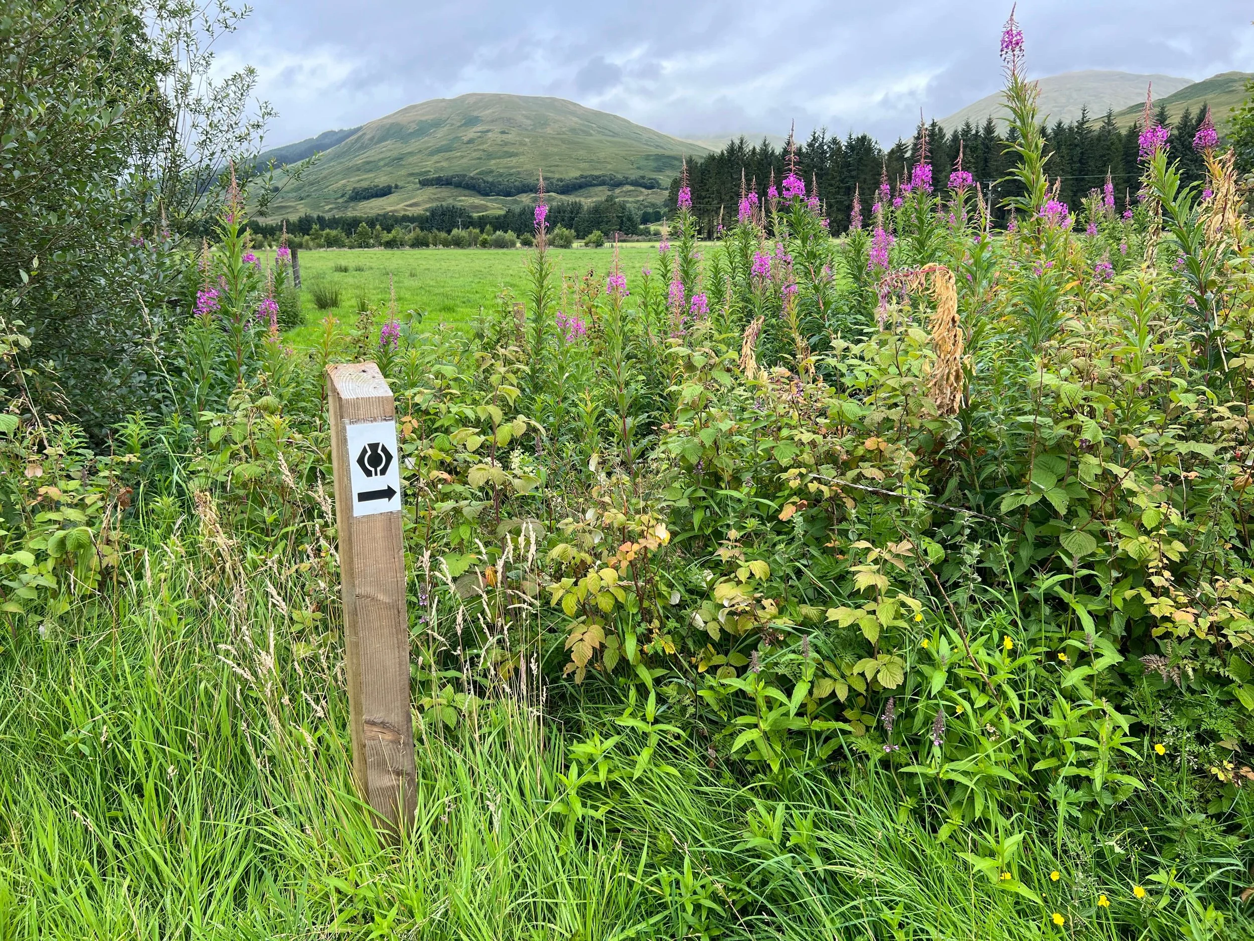 The West Highland Way Day 4: Inverarnan to Tyndrum