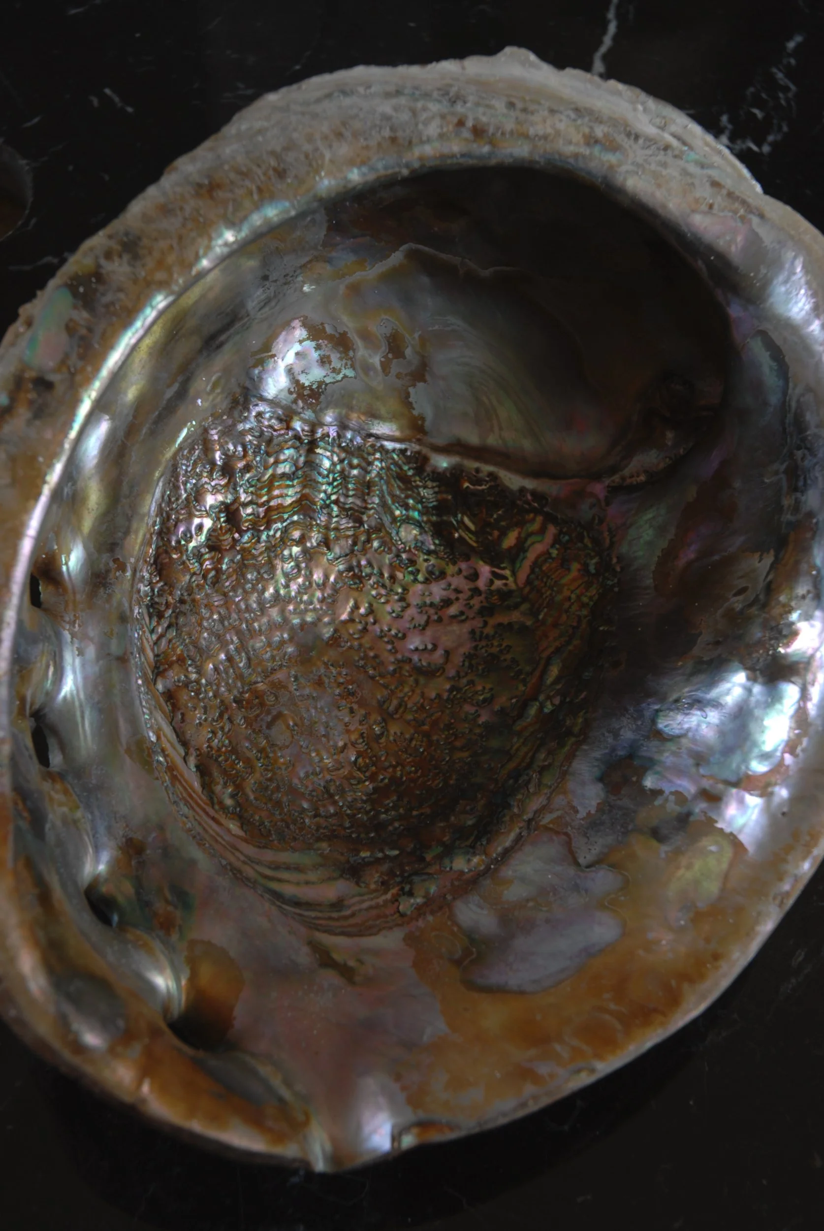 SIZED 1367 Shell Dish Waterandwooduk Antique.JPG