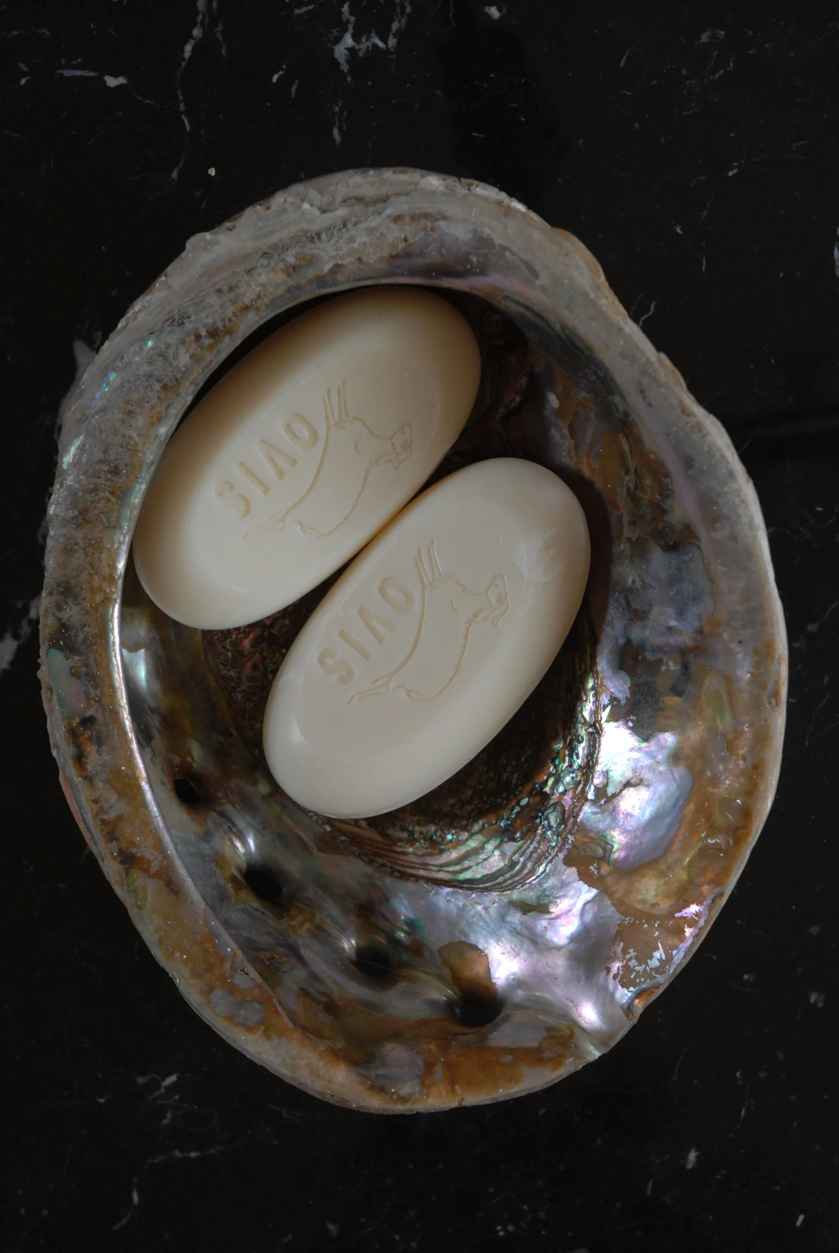 SIZED 1367 Antique Shell Dish Waterandwooduk.JPG