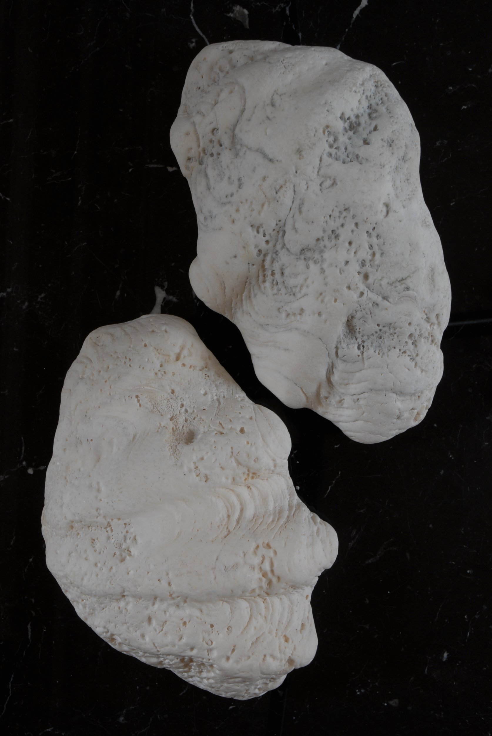 SIZED 1159 Shell Soap Dish Antique.JPG