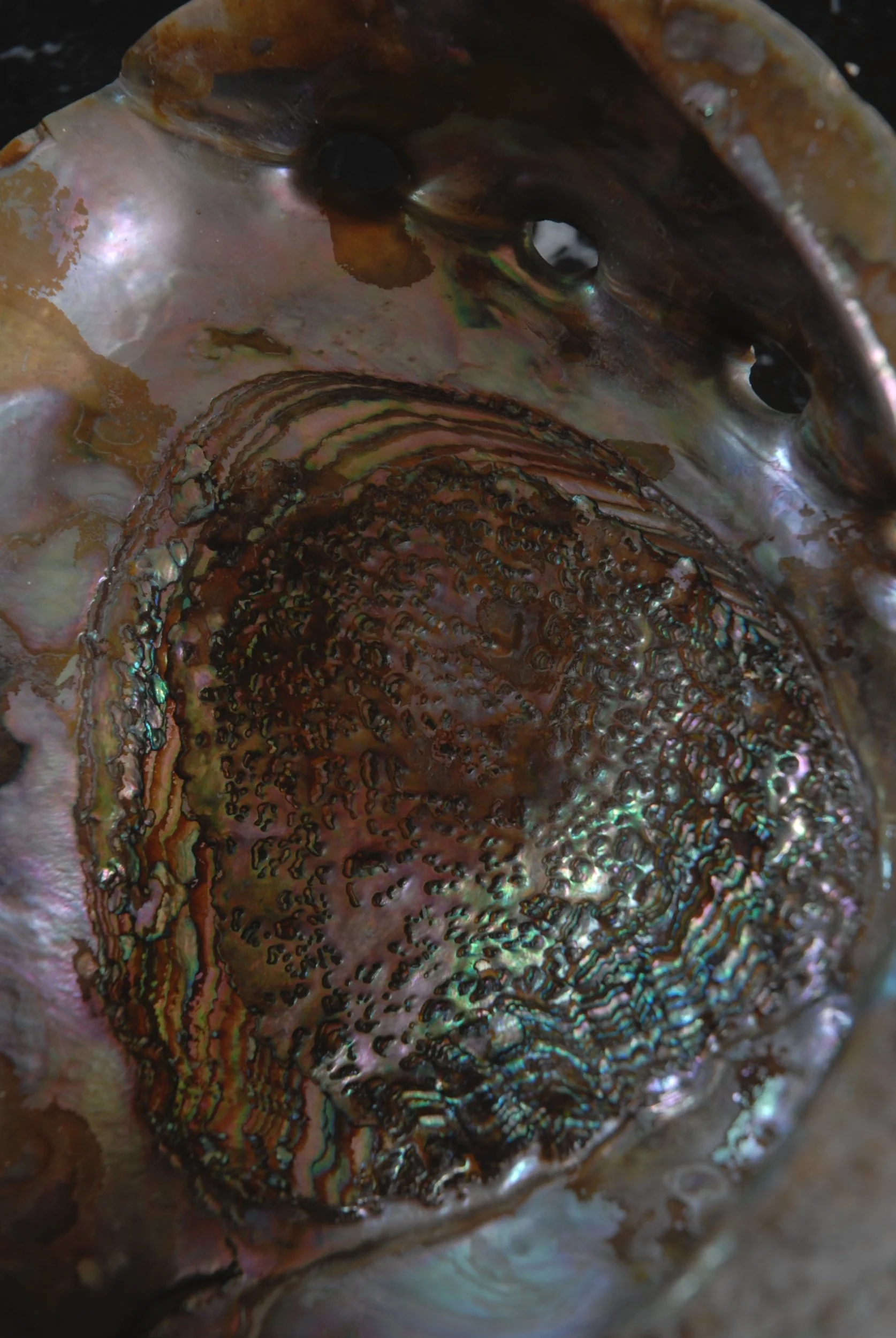 SIZED 1367 Pearl Shell Dish Waterandwooduk.JPG