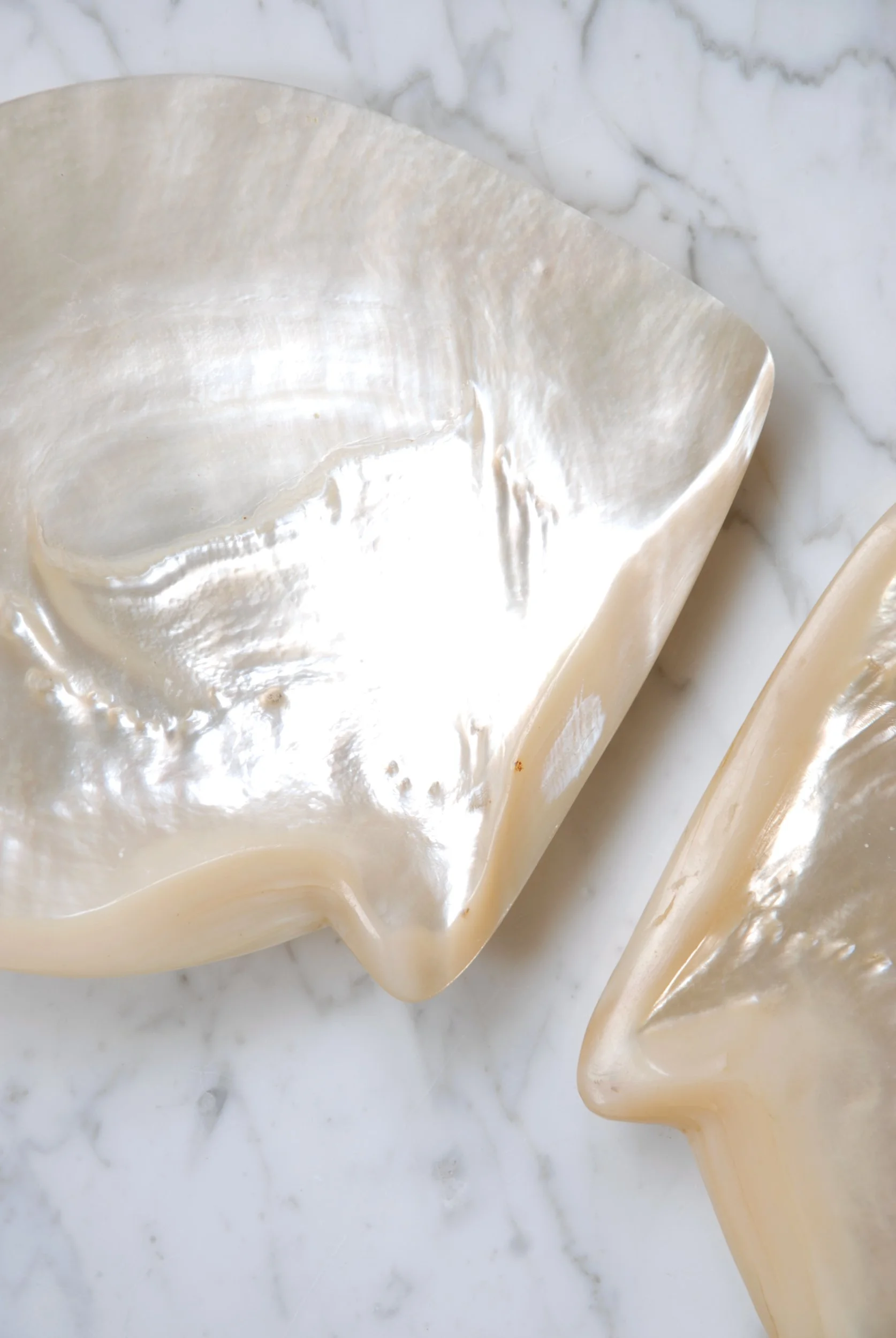 SIZED 1387 Shell Dish Waterandwooduk.JPG