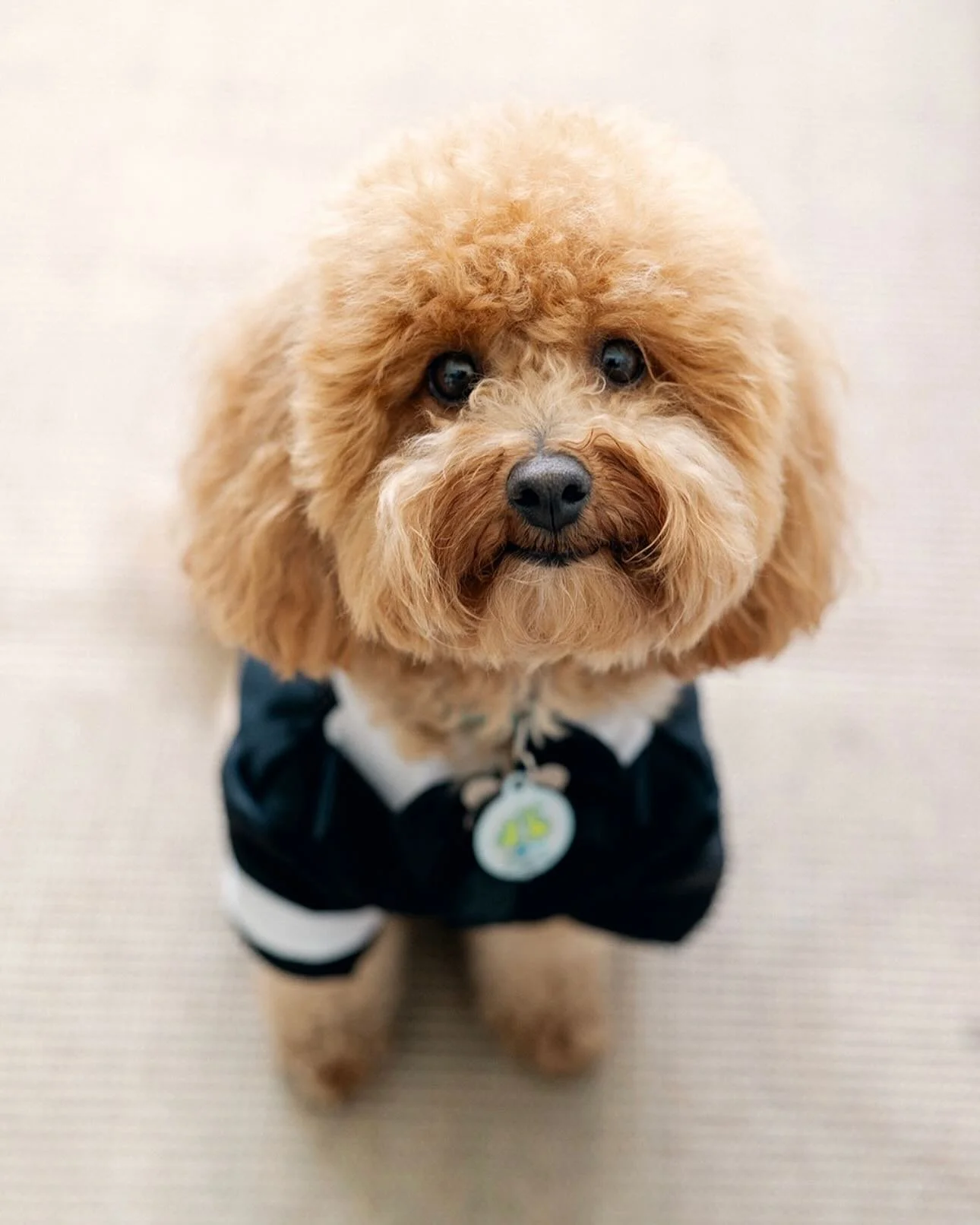 The most dapper ring boy of them all!