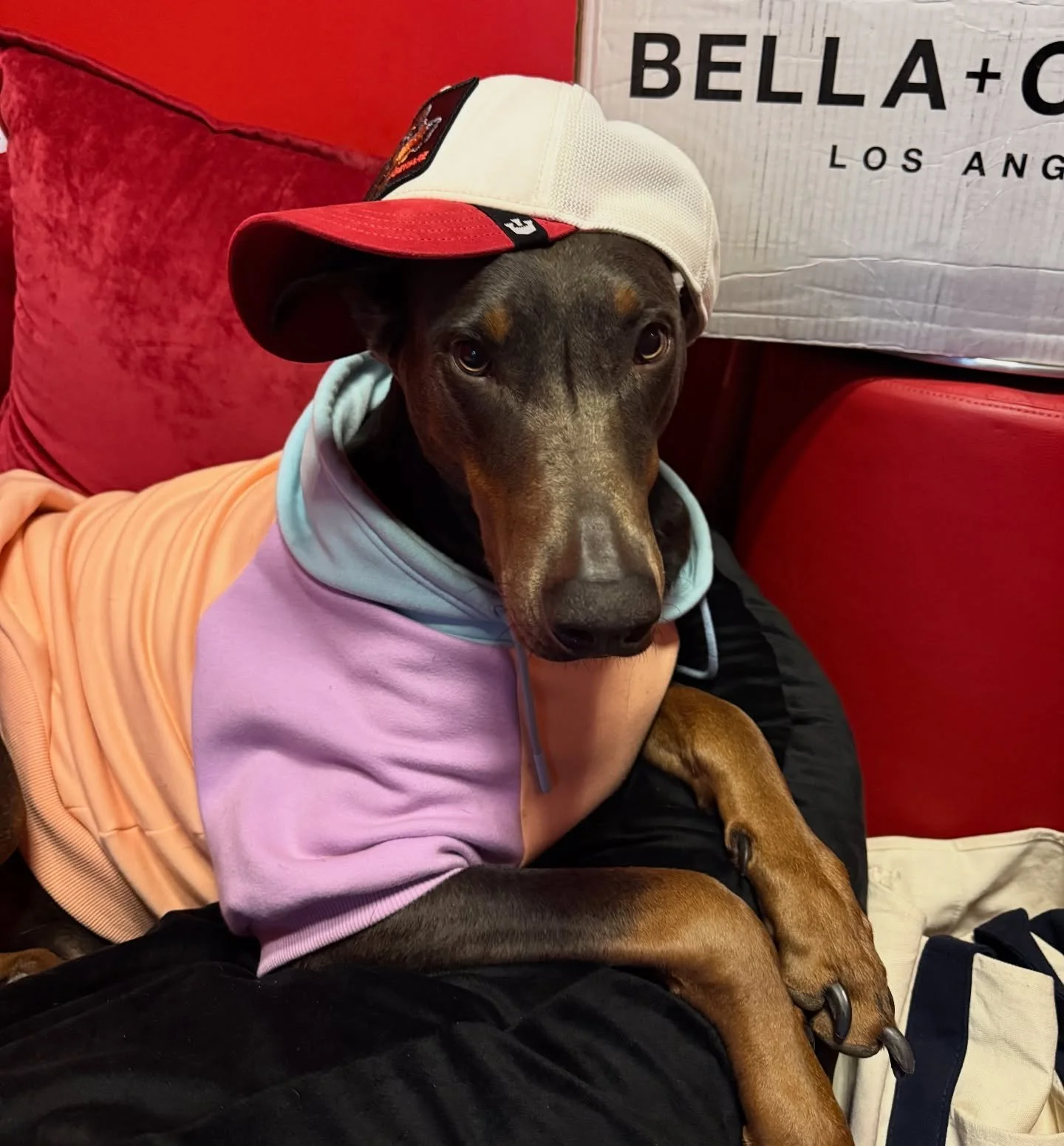 Little dobeyyy girl 😆🩷