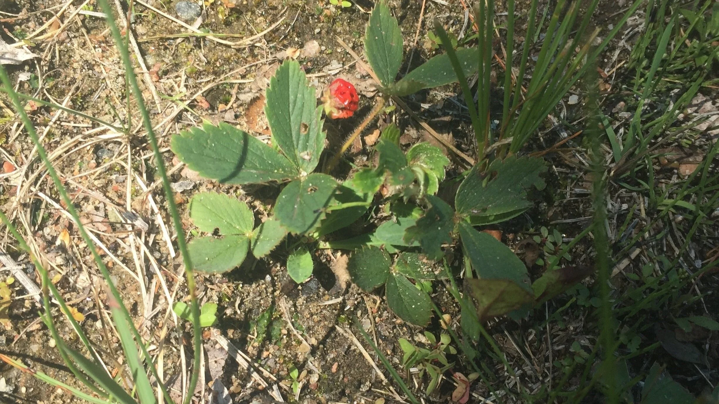 first%2Bstrawberry.jpg