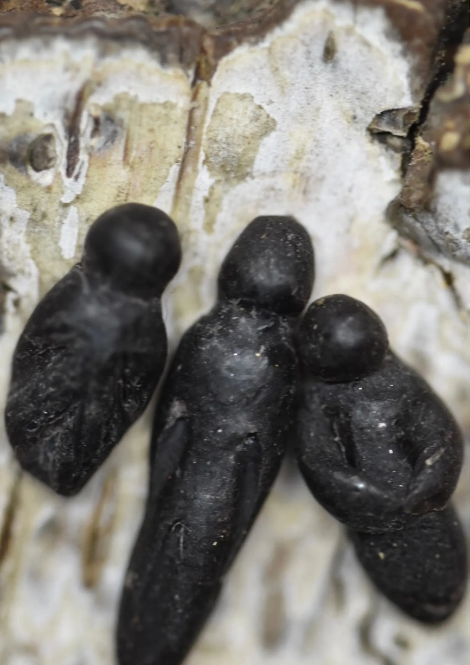Wax Talisman Workshop with Heidi Hockenjos