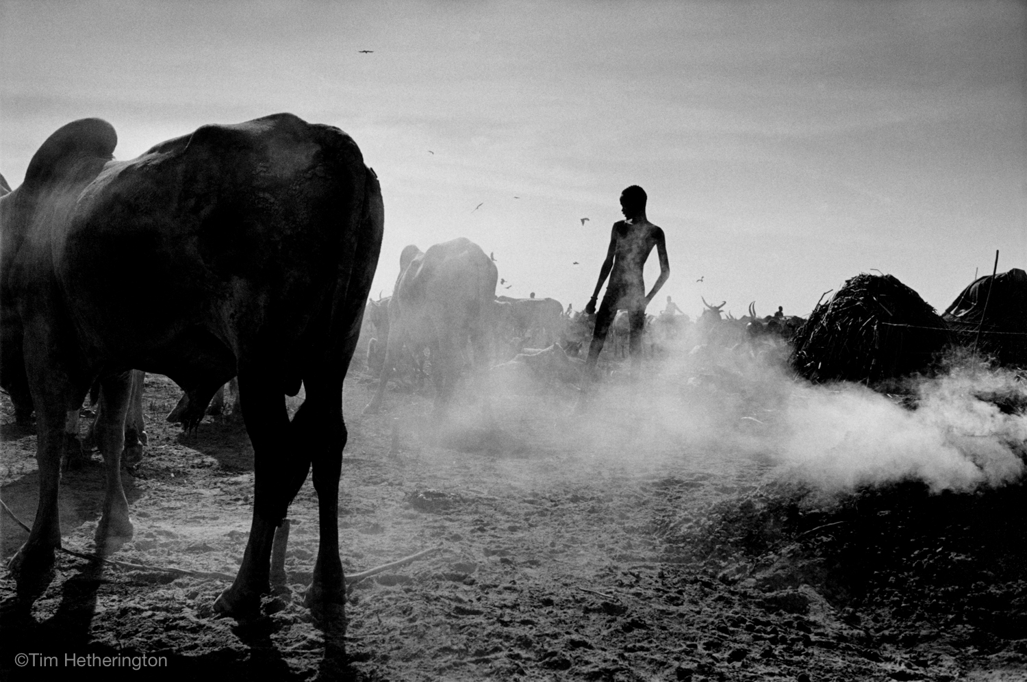  SUDAN. Panyagor. May 2000. Cattle camp. An outbreak of foot and mouth disease affected the precious cattle of the Dinka tribe in South Sudan. 