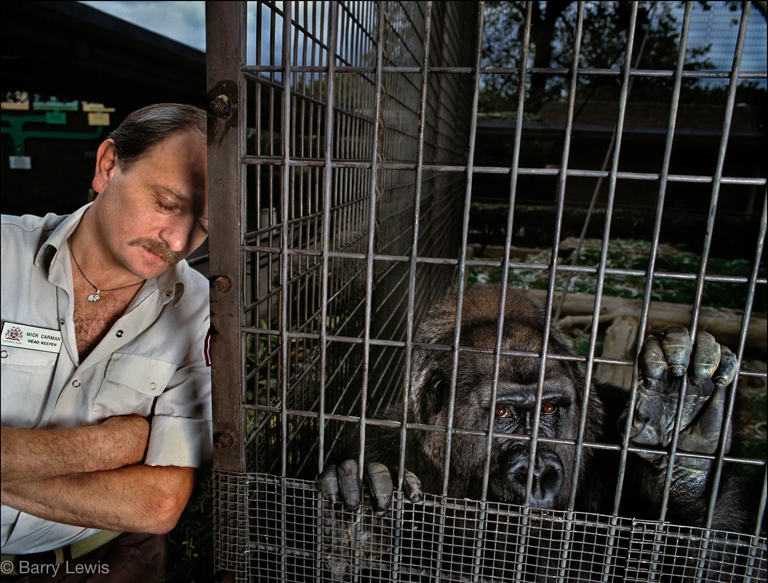 Caged gorilla with his sleeping keeper, Mick Carman.
London Zoo 1993.