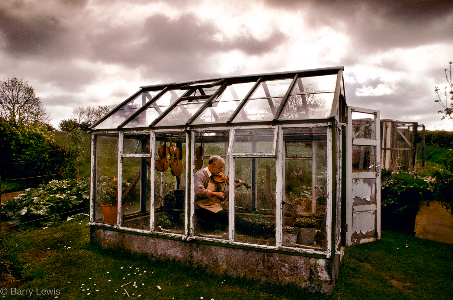  Sam Stevenson, fiddle maker, playing in his greenhouse as the varnish dries, Broughshane, Ireland, 1991. 