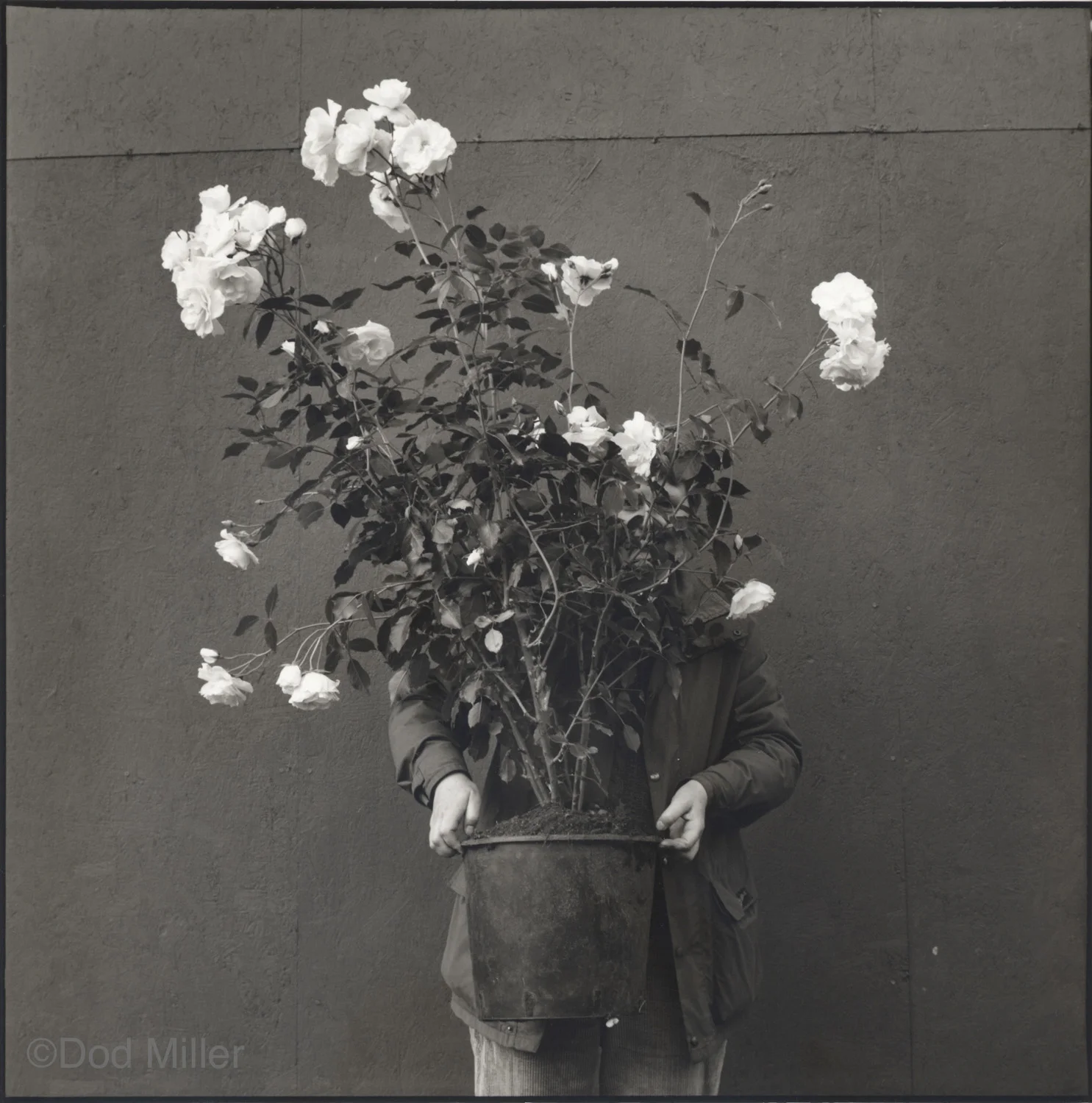 Dod Miller