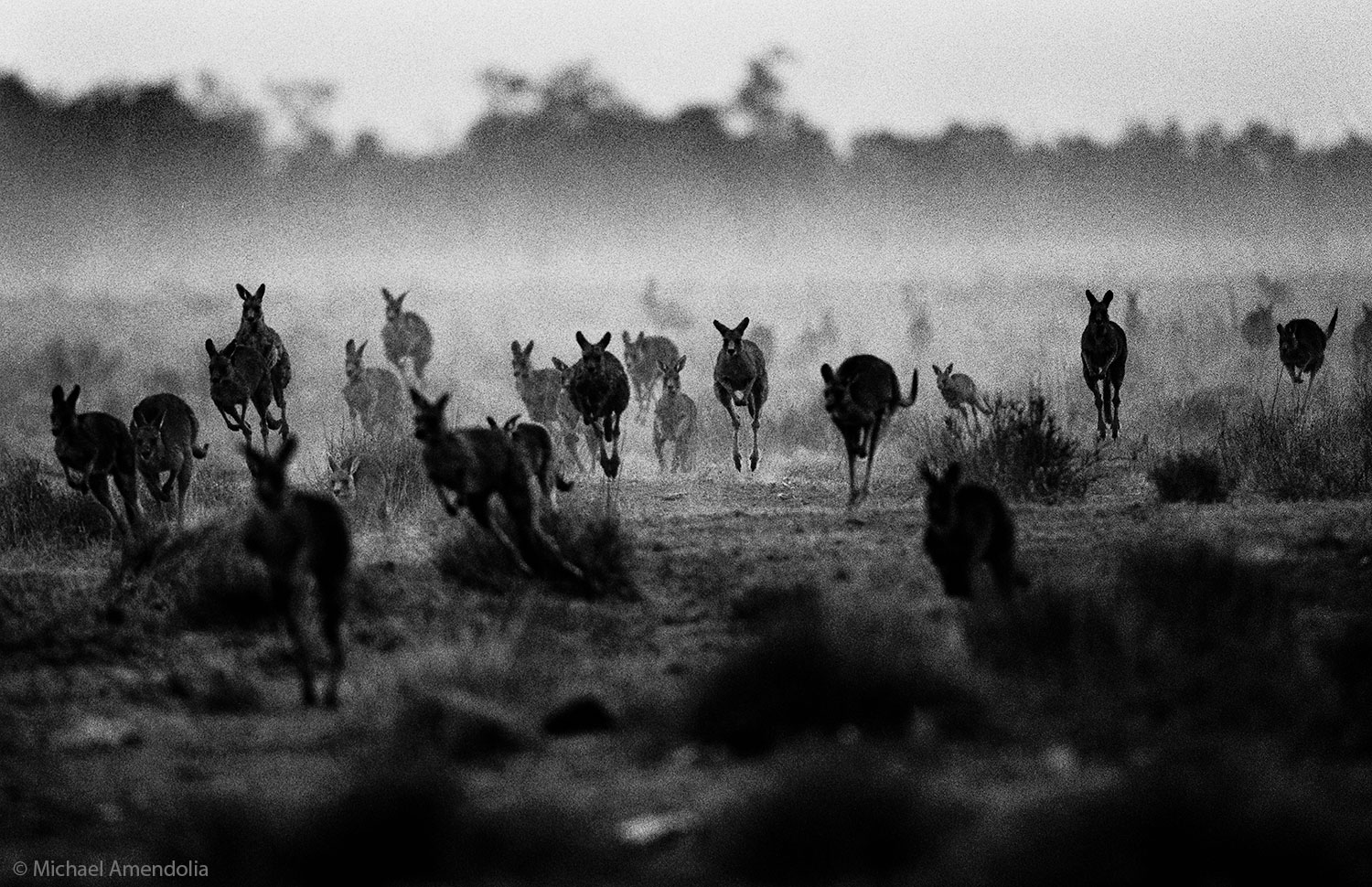 Kangaroos in Drought 2000.