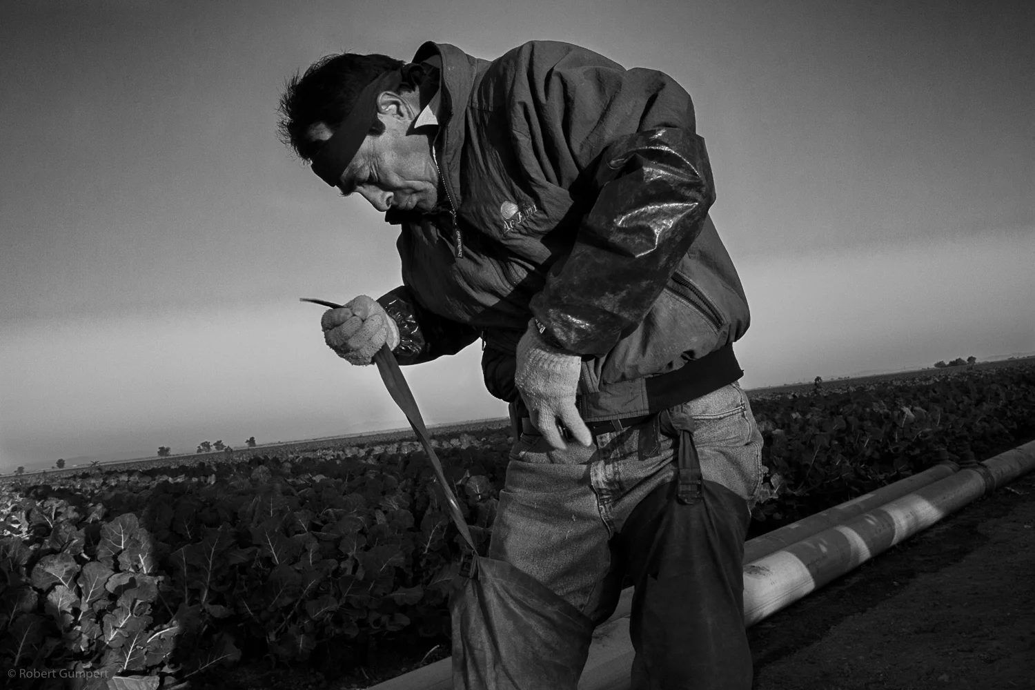 Farm Labor