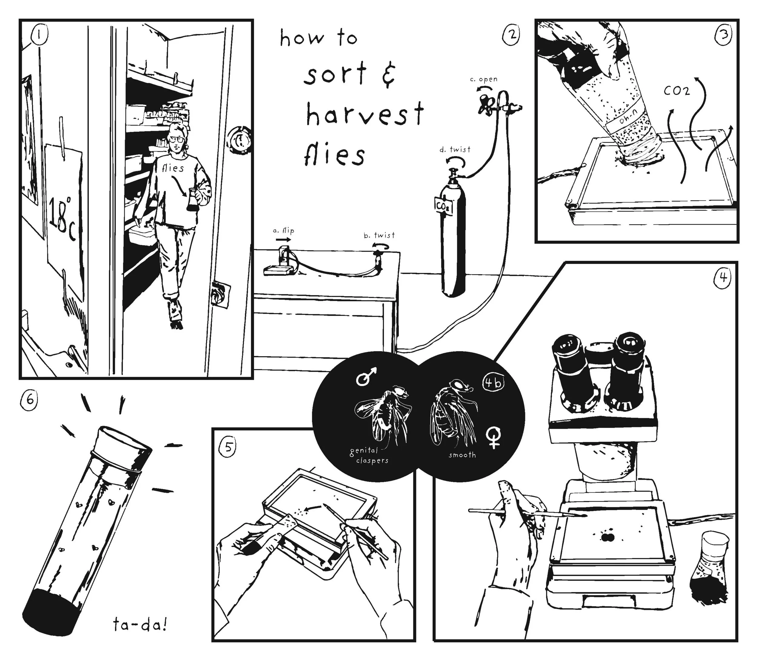 how to sort & harvest flies, 2019 digital media