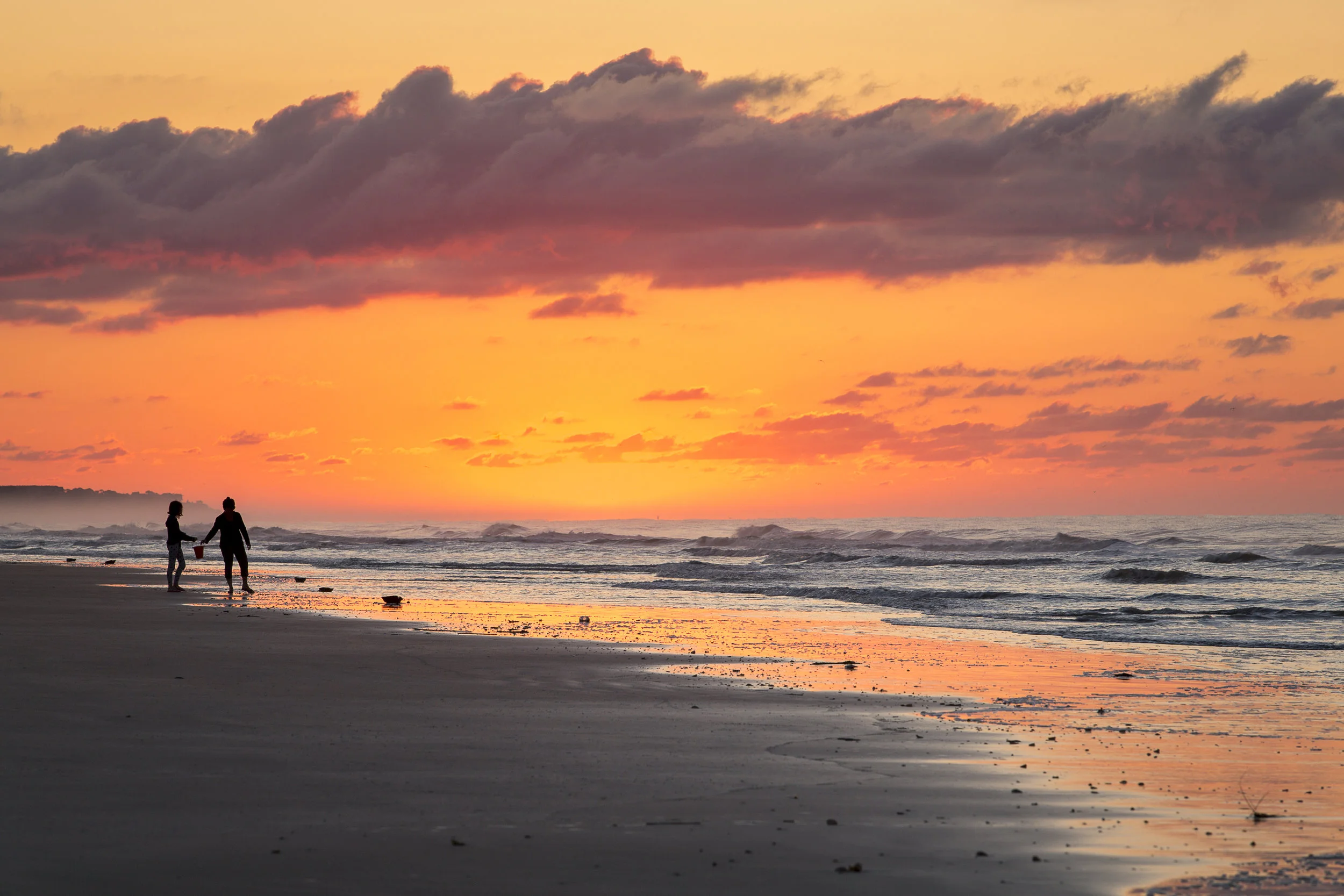 Hilton Head Sand Dollars.jpg