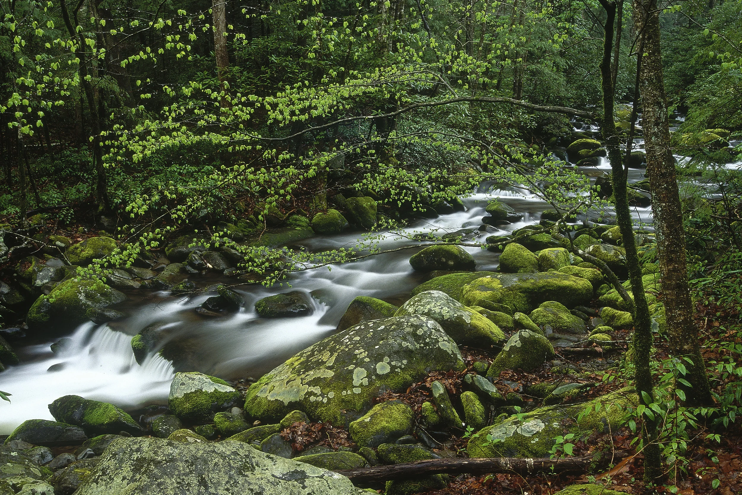 Spring Roaring Fork.jpg