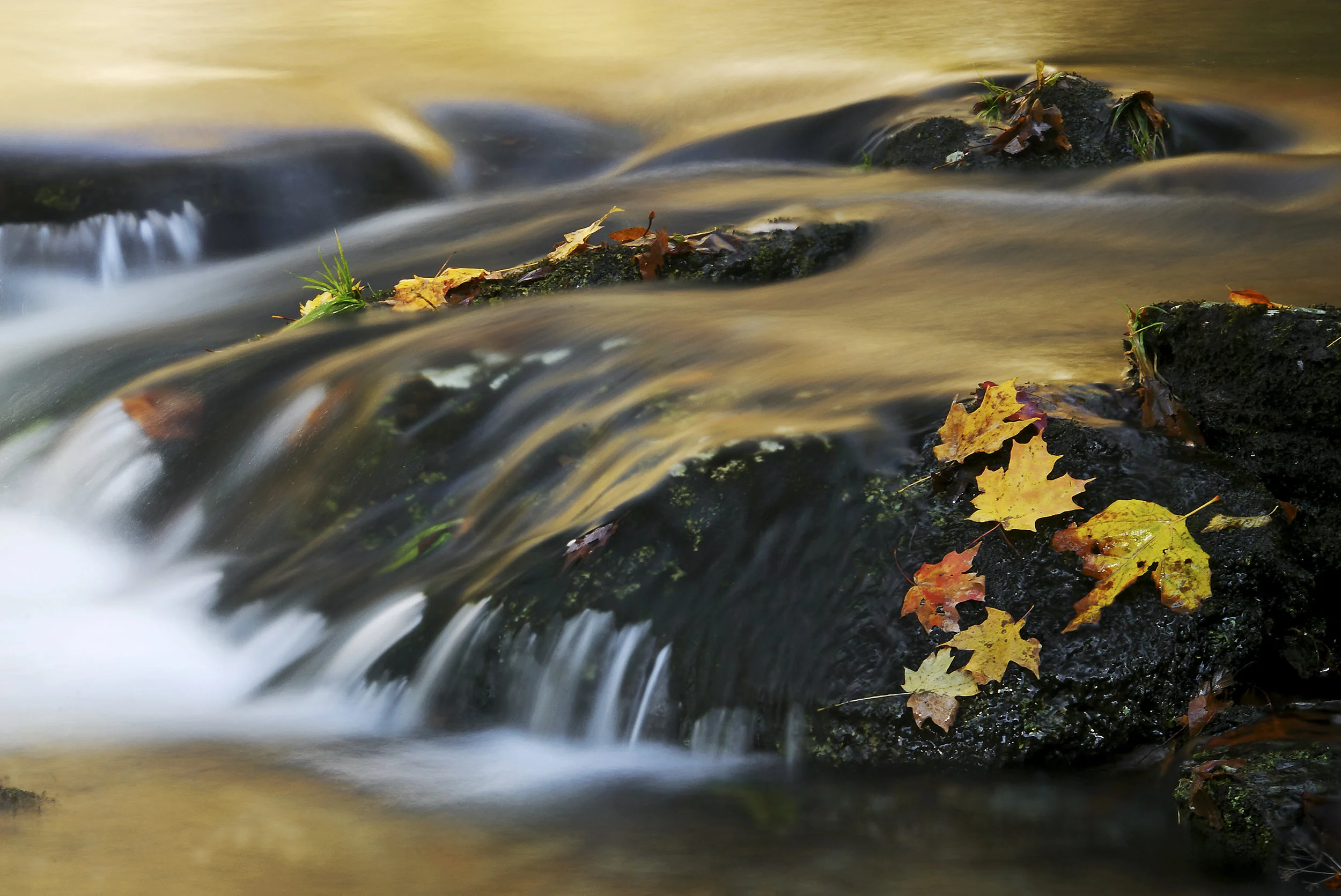 D_4_AutumnAglow.jpg