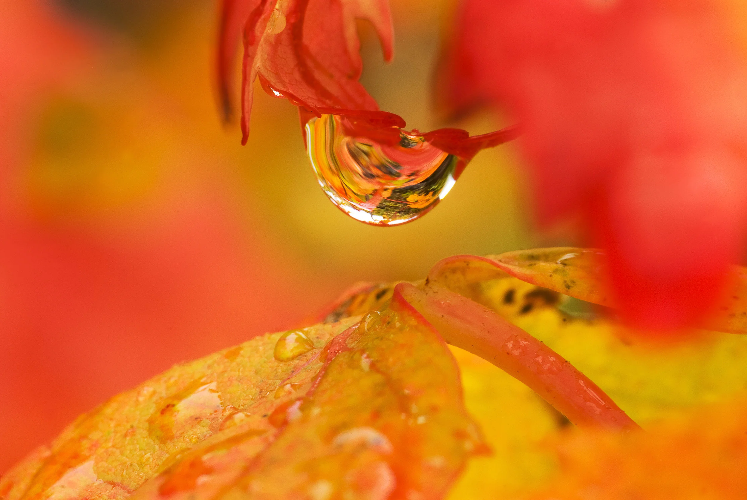 Liquid Sunshine.jpg