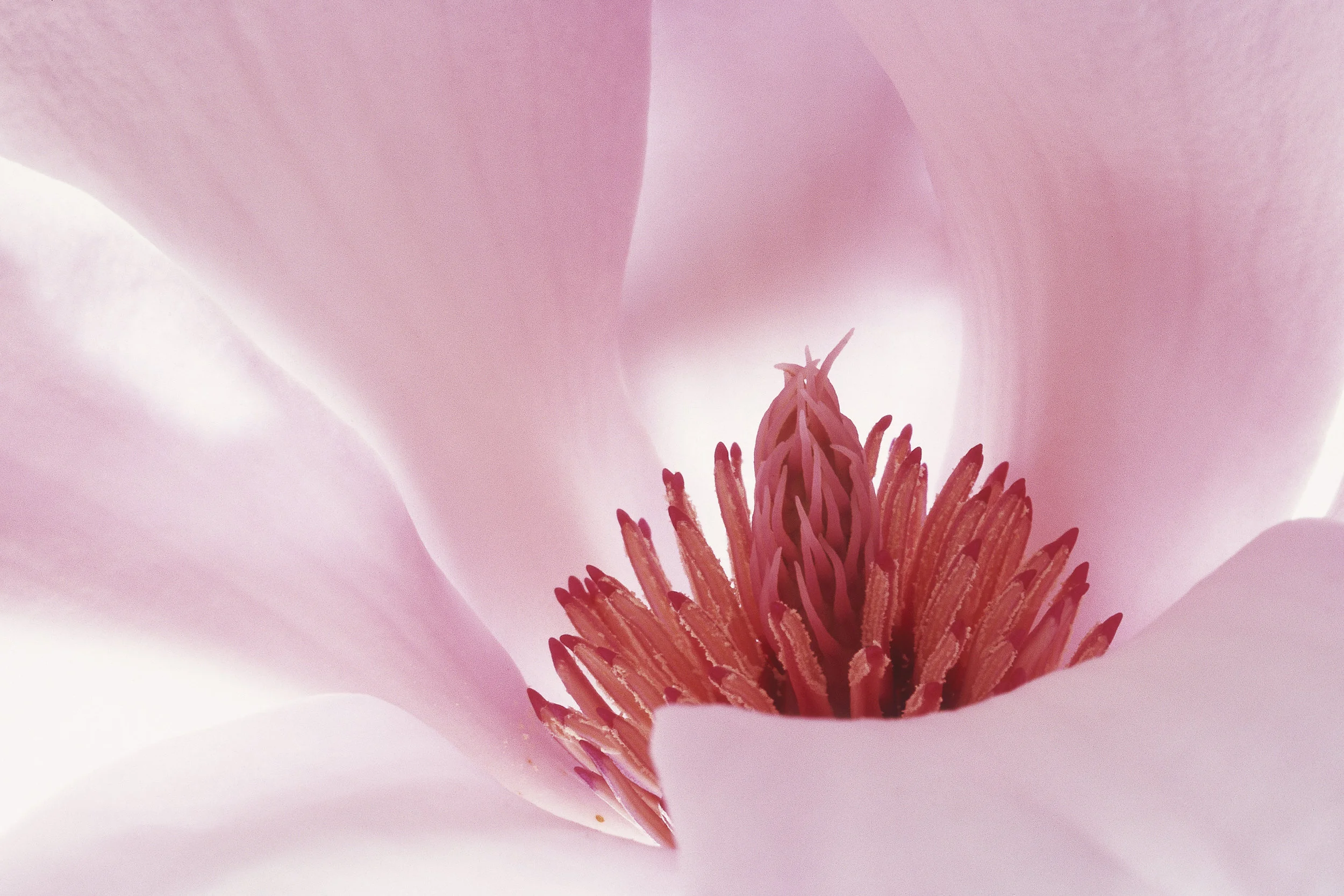 Saucer Magnolia.jpg