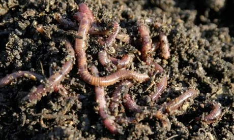 WORM TEST