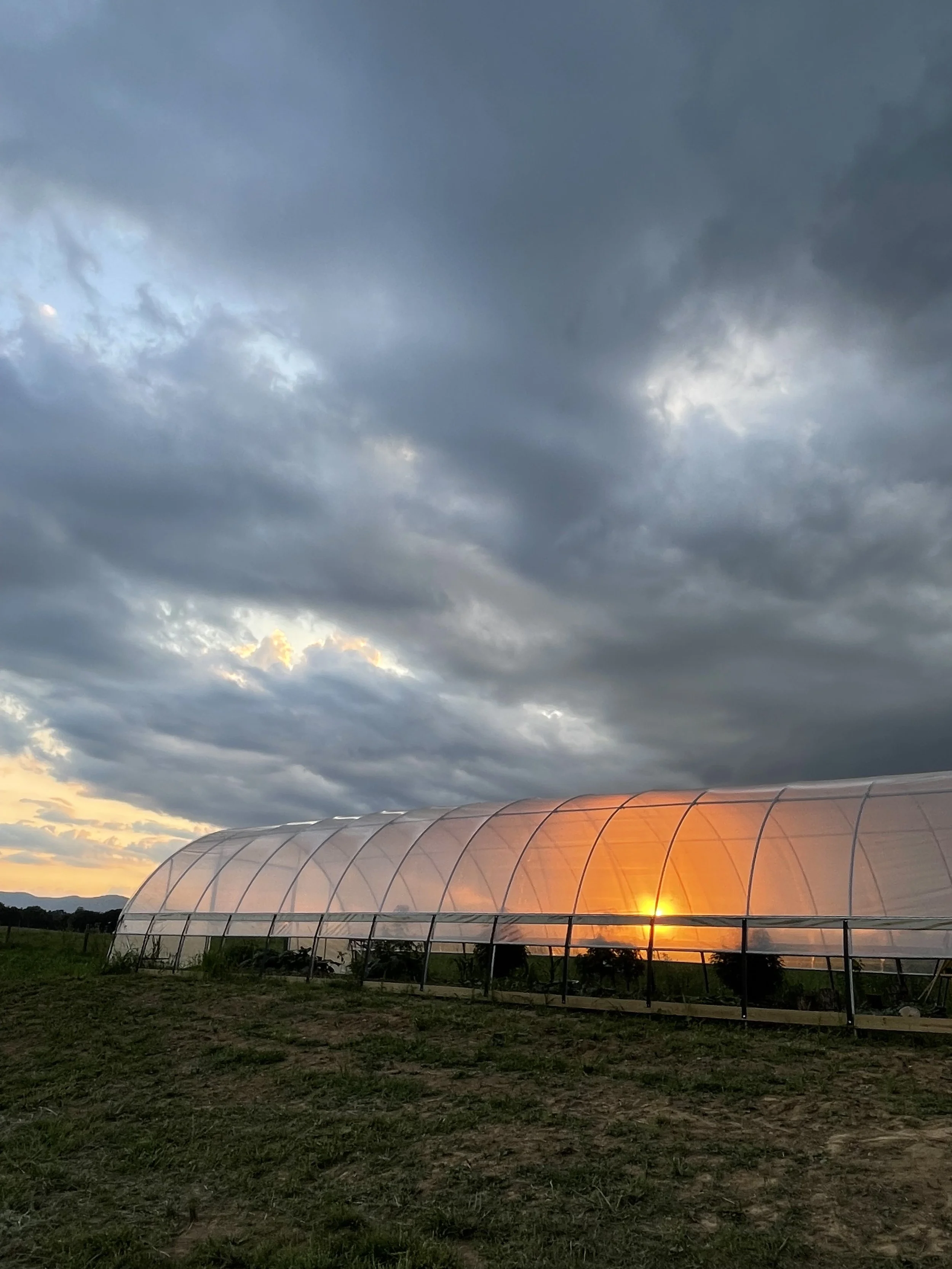 GLYPHOSATE--DIGGING DEEPER