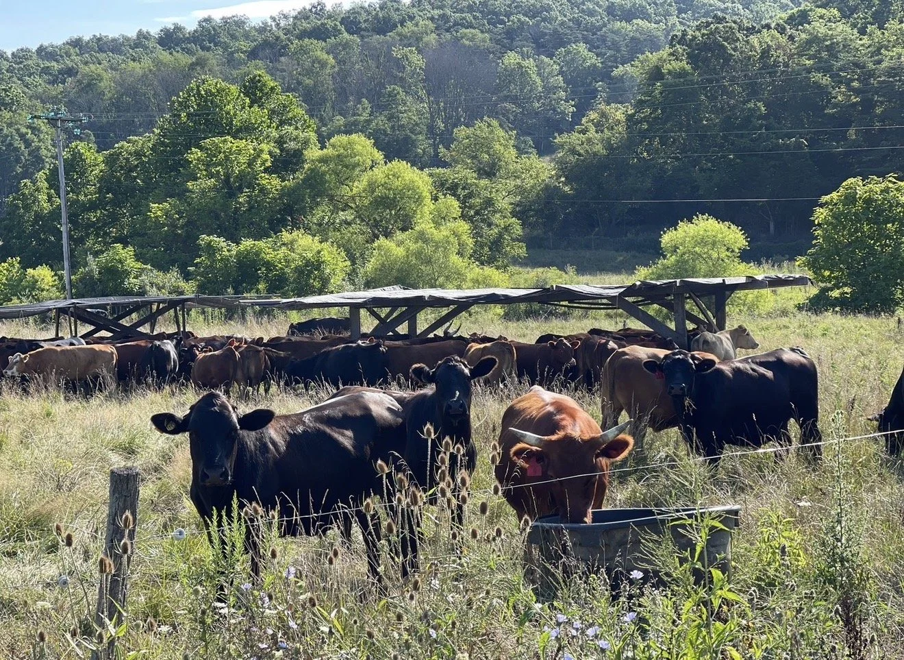 HAPPY COW