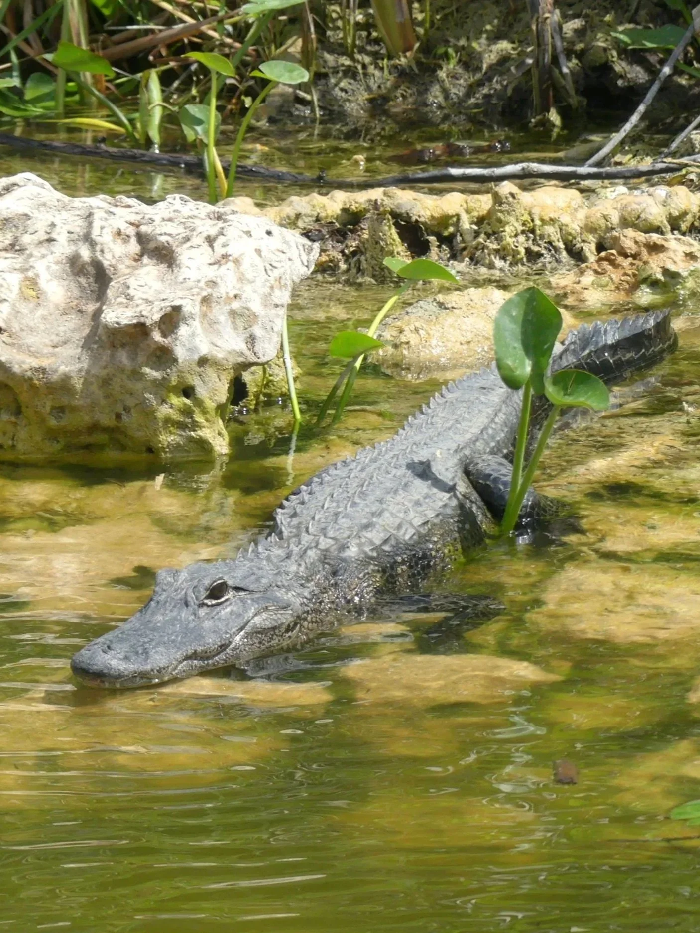 Everglades National Park