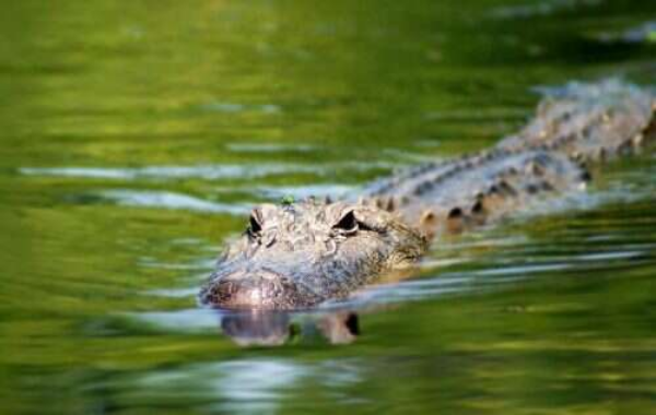 Swamp Tour