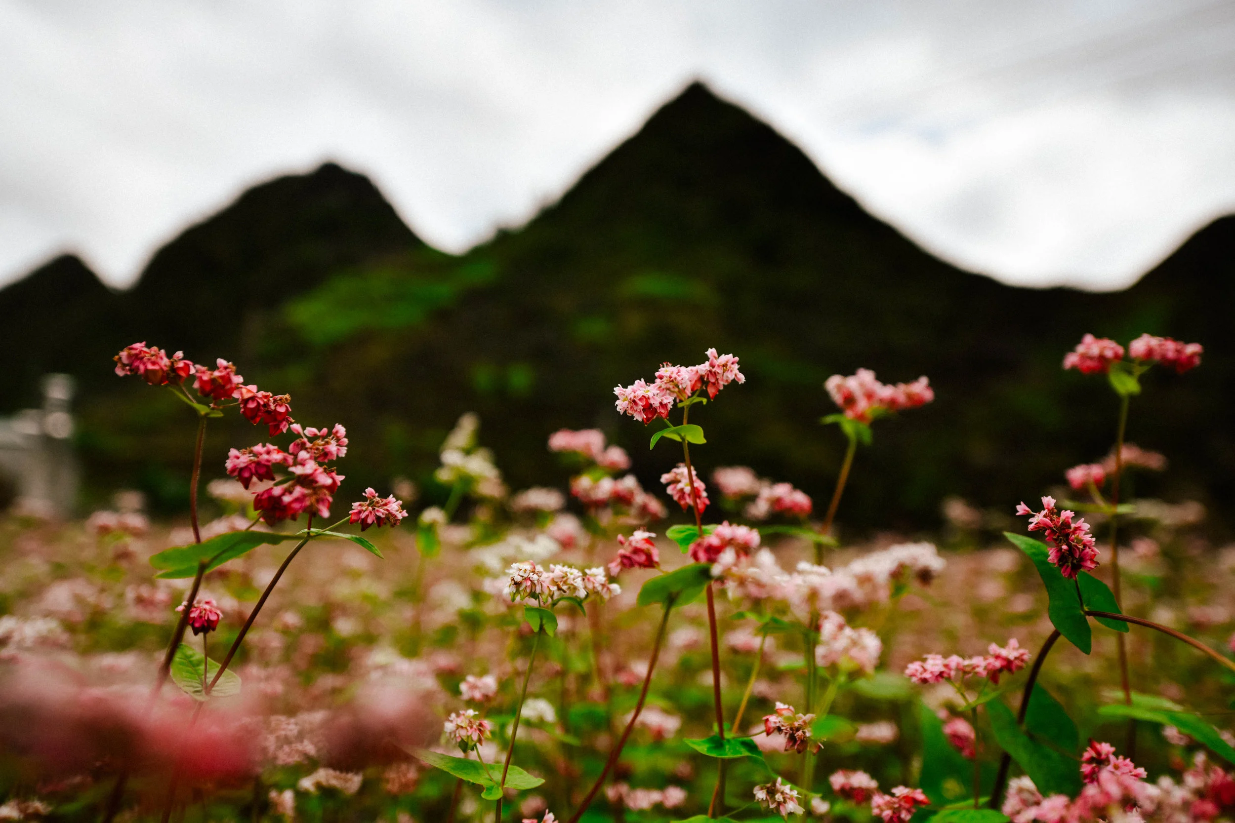 pink buckwheat flowers in Ha Giang