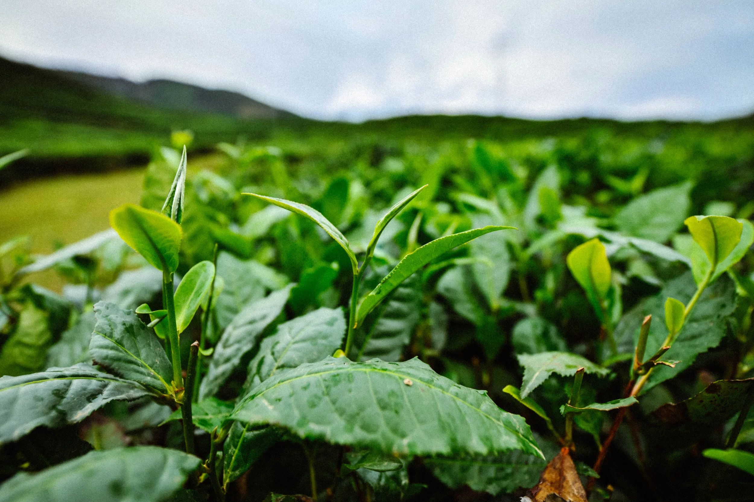 green-tea-leaves.jpg
