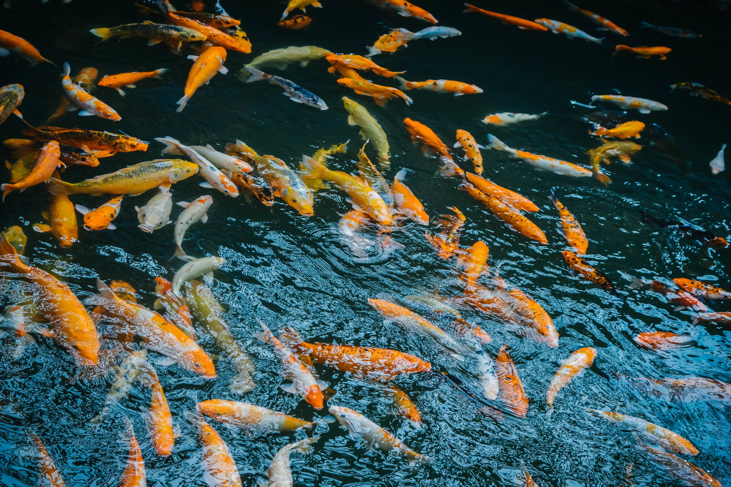 koi fish in Hue