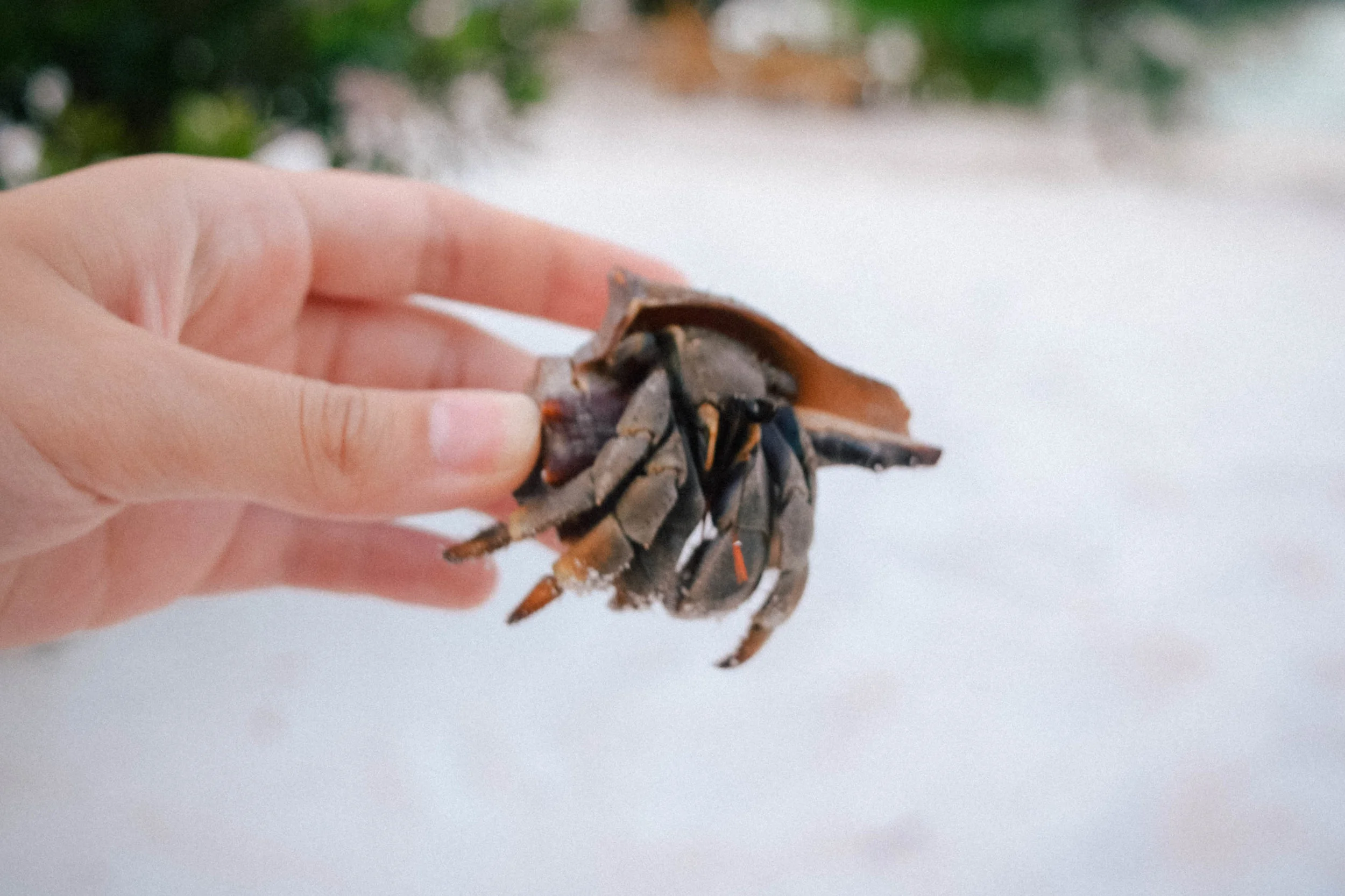 Hermit crab Cambodia