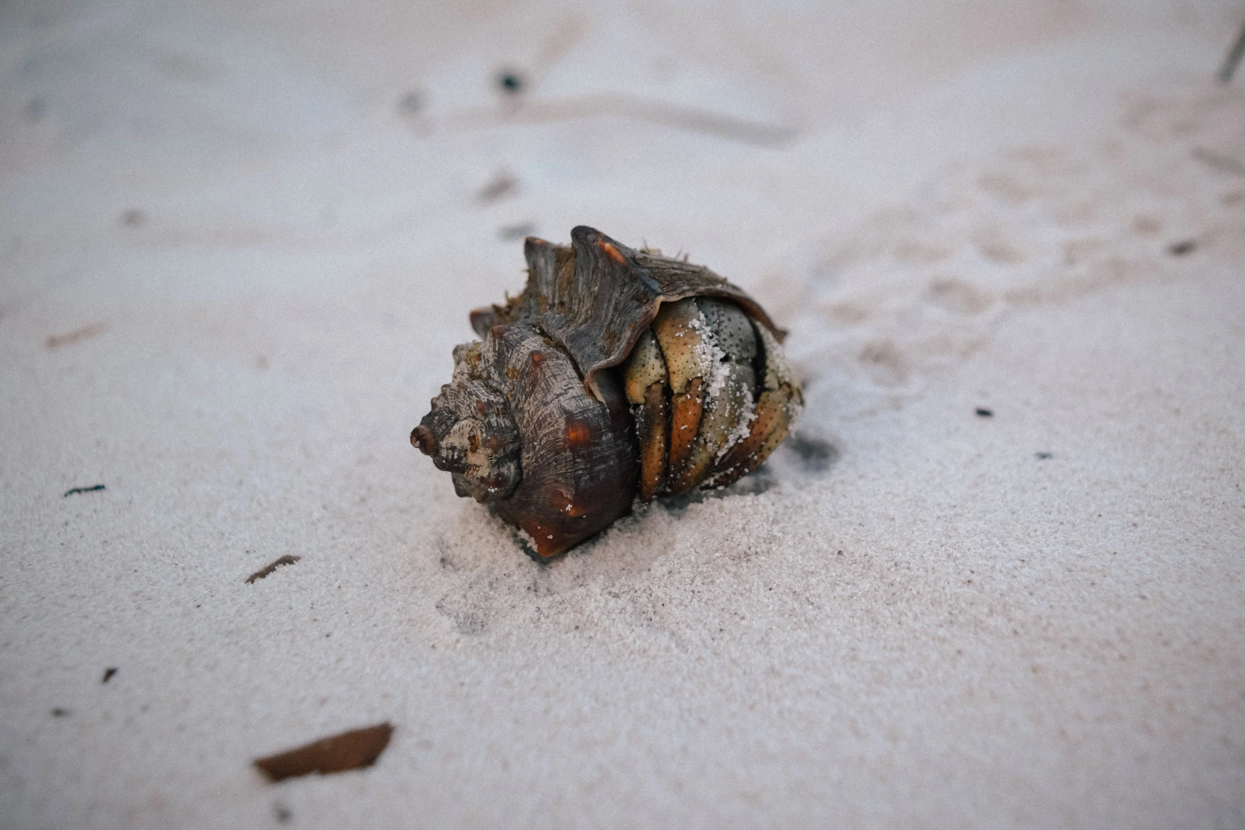 hermit crab in Cambodia