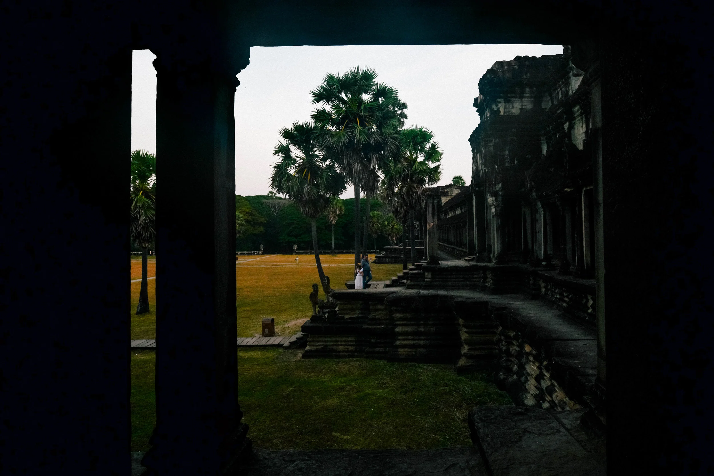 trees in angkor wat