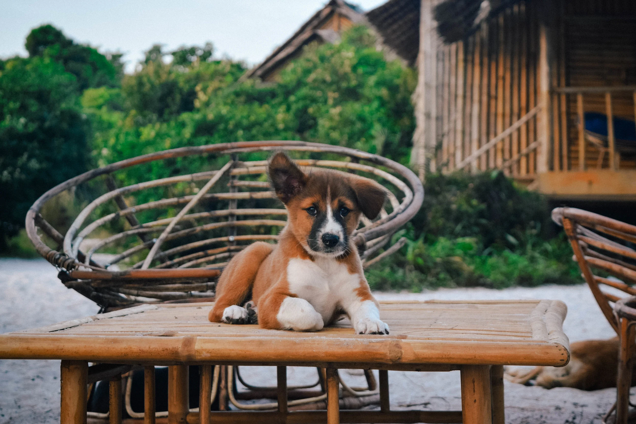 cute puppy in Cambodia