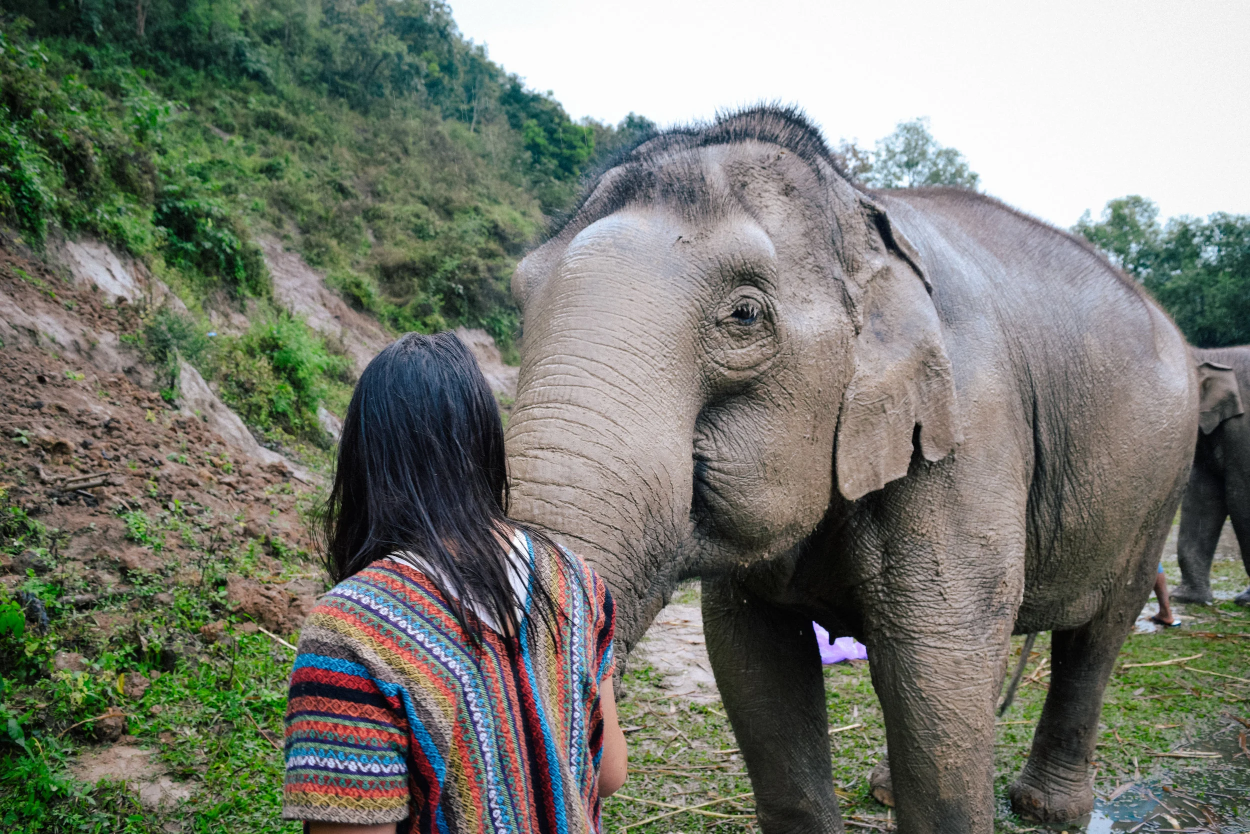 elephant in chiang mai