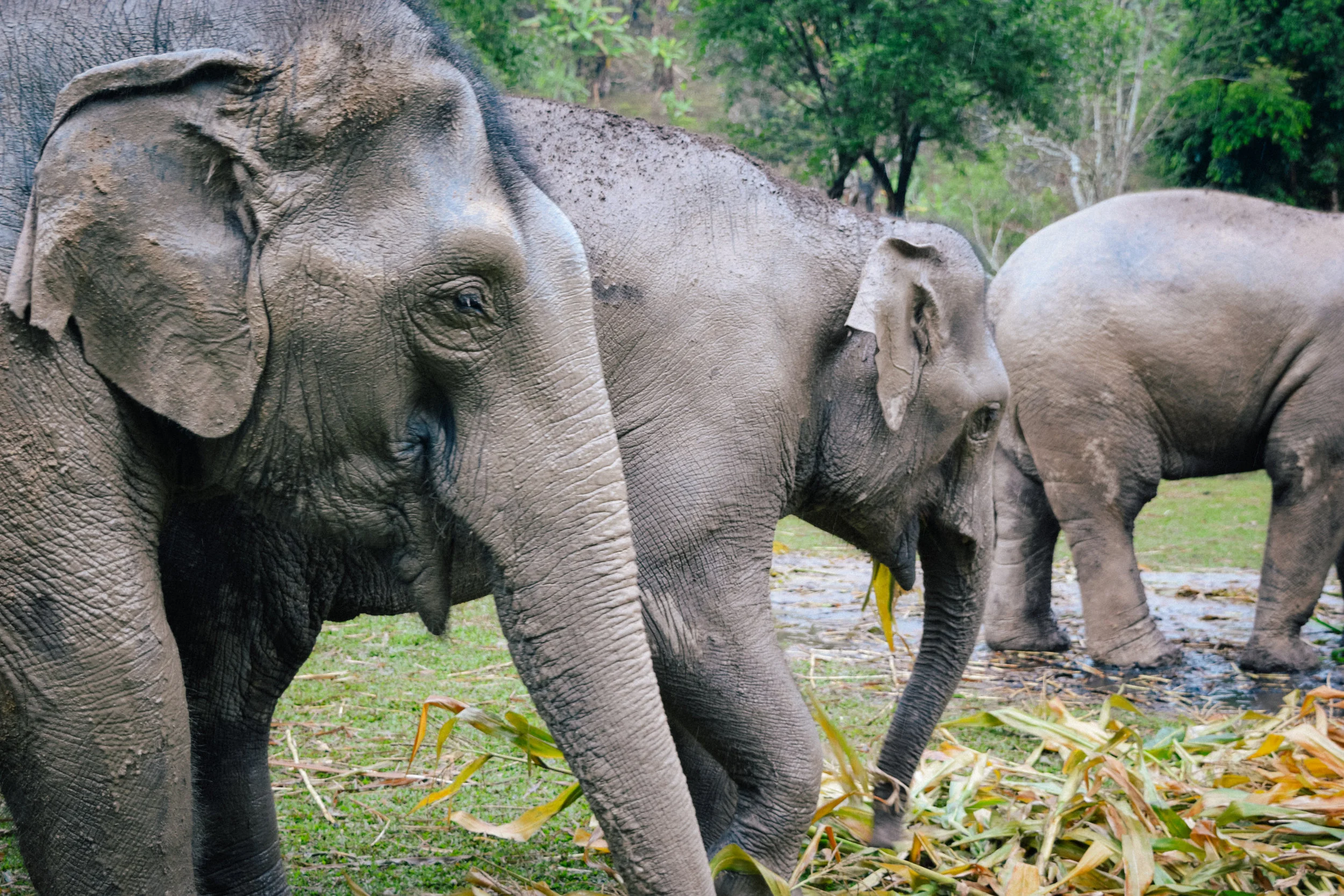 elephant profile