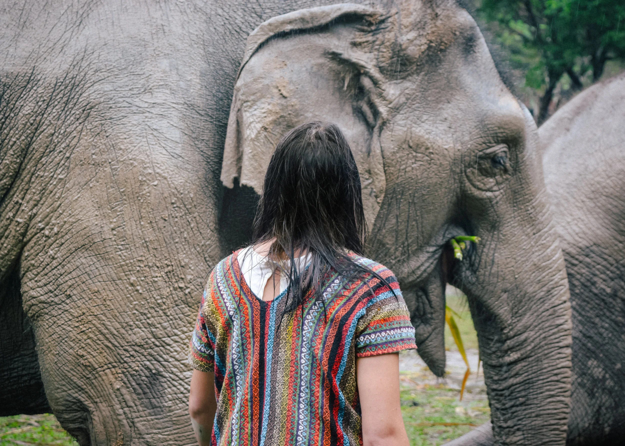 looking at an elephant