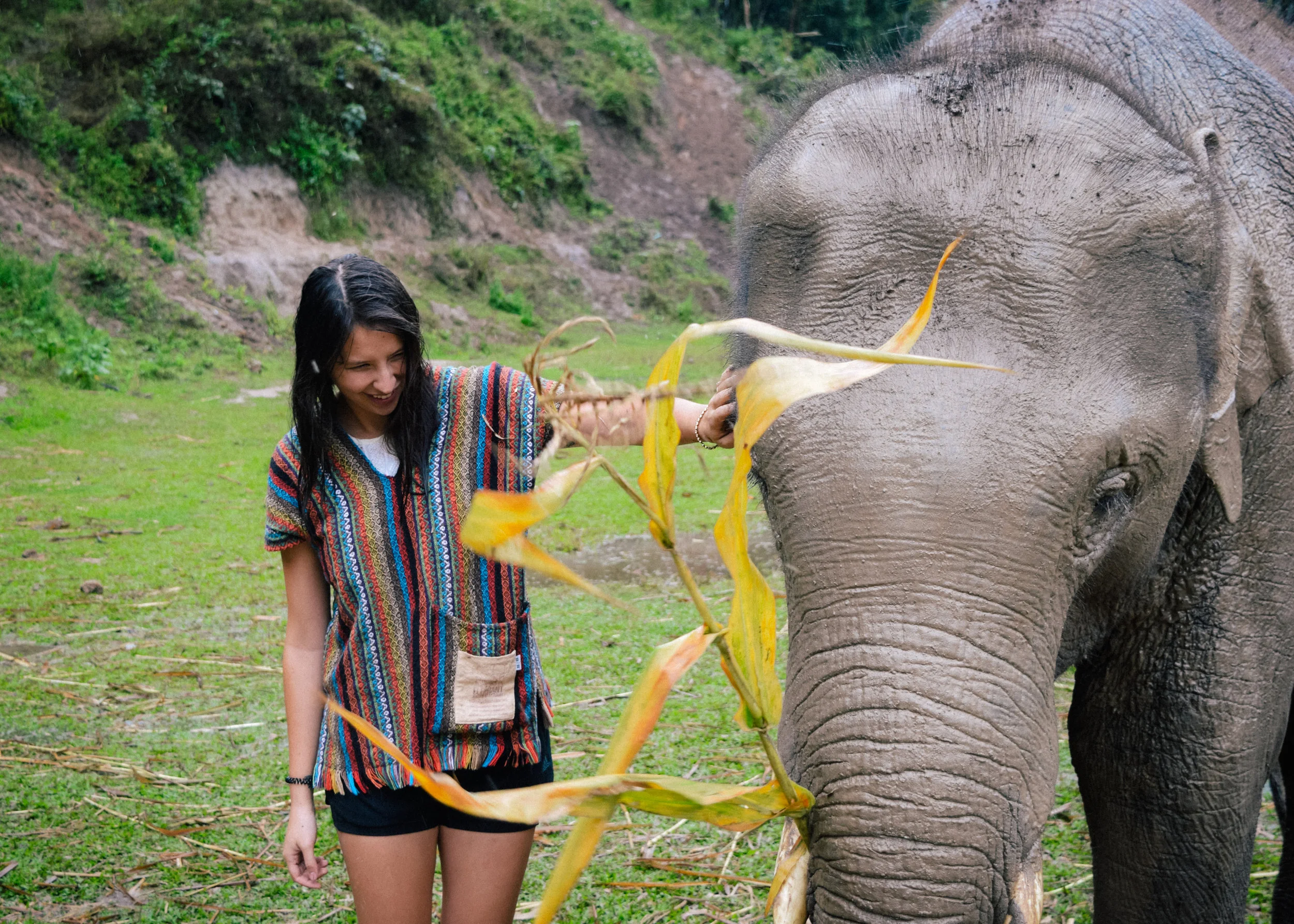 touching mr elephant