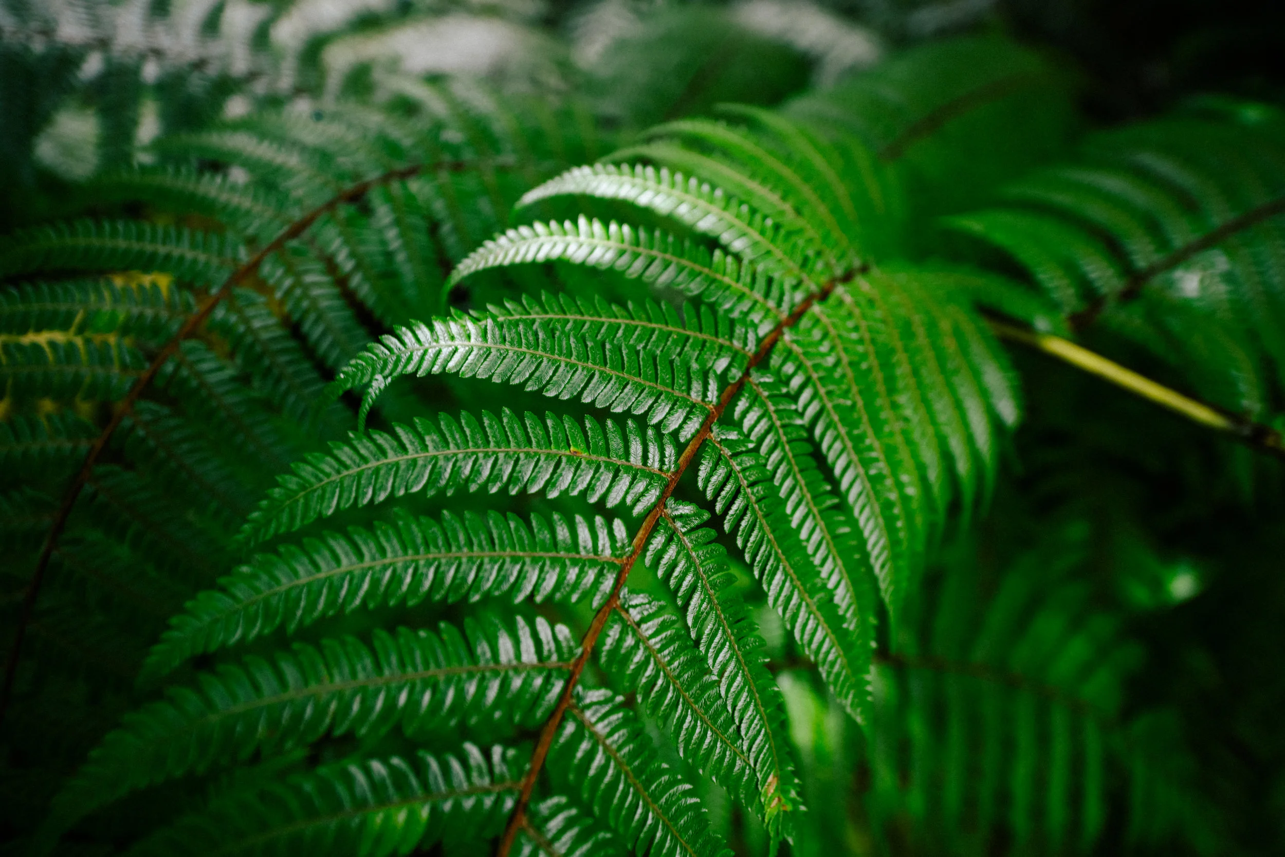 fern near Bridal Veil