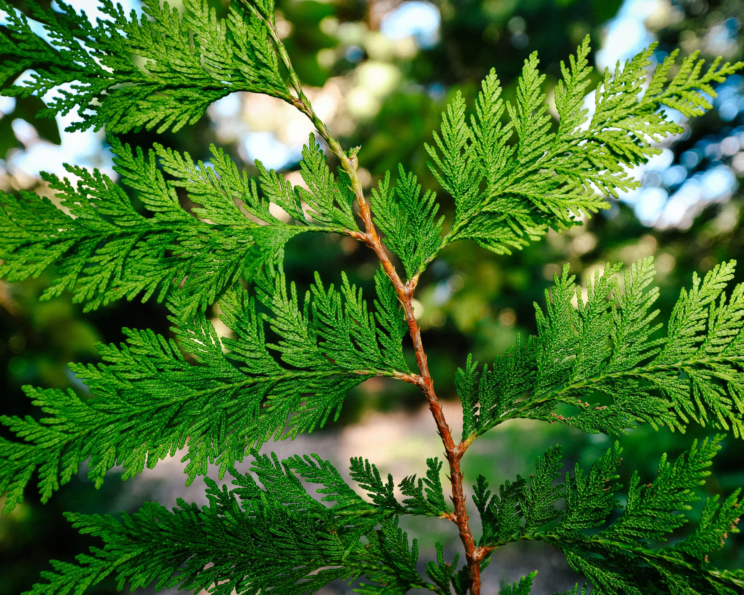 fern.jpg