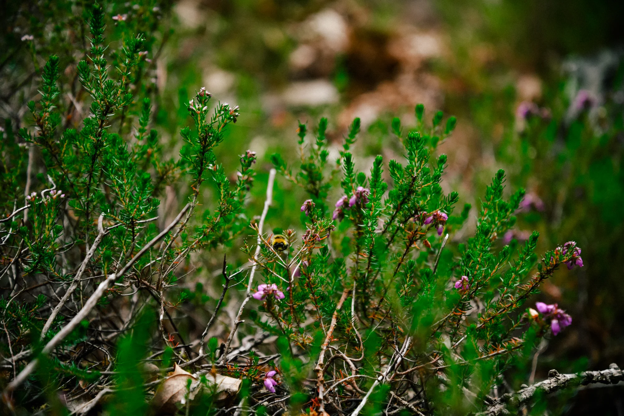 Bee in Snowdonia national park